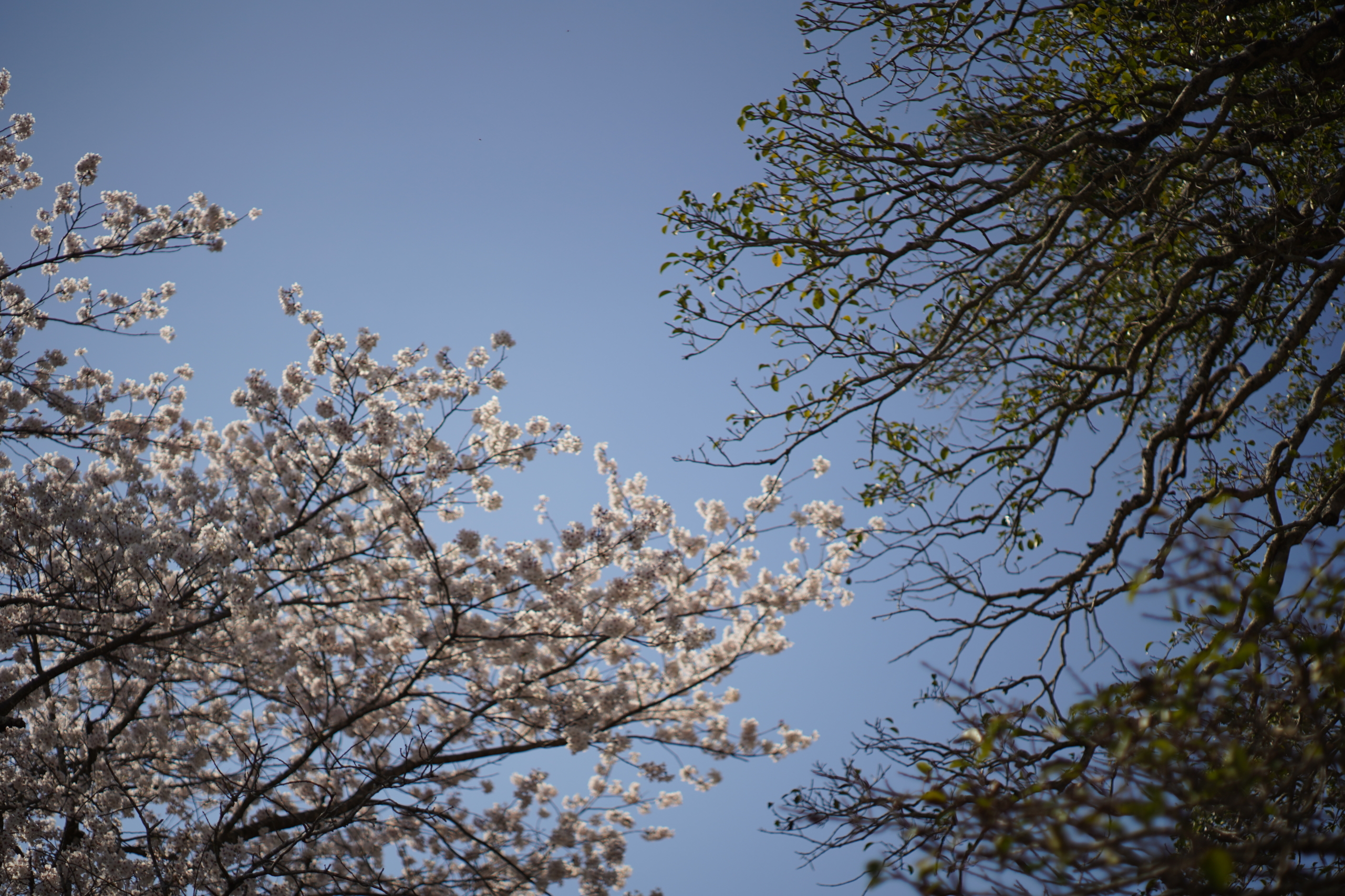 尾開のクロガネモチと桜の花
