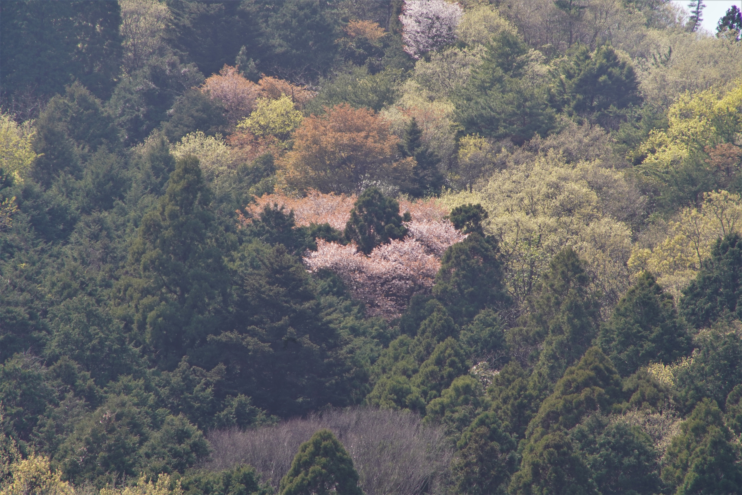 大影・ハート形の桜