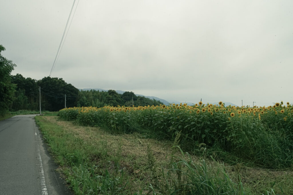 善入寺島のひまわり