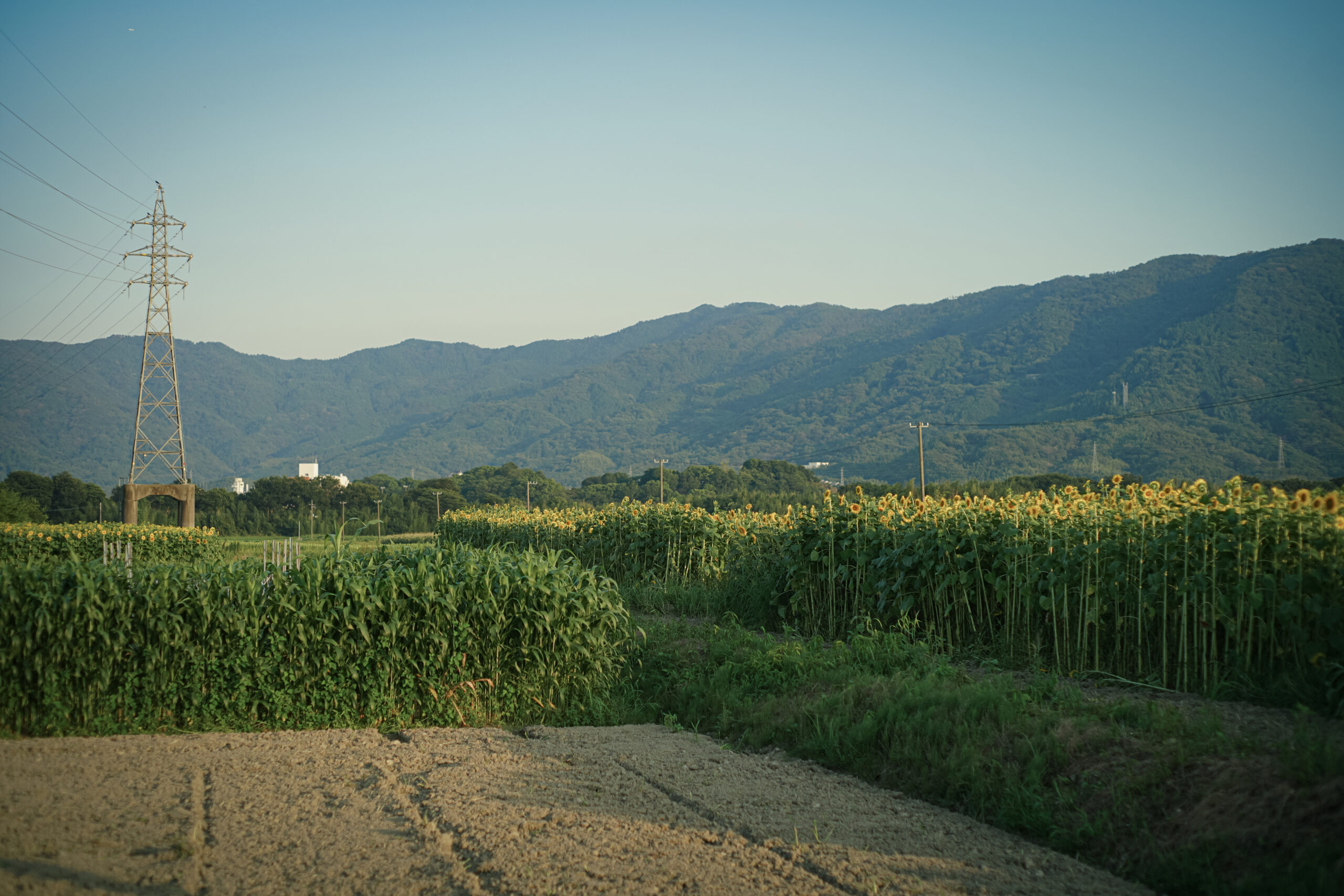 善入寺島のひまわり