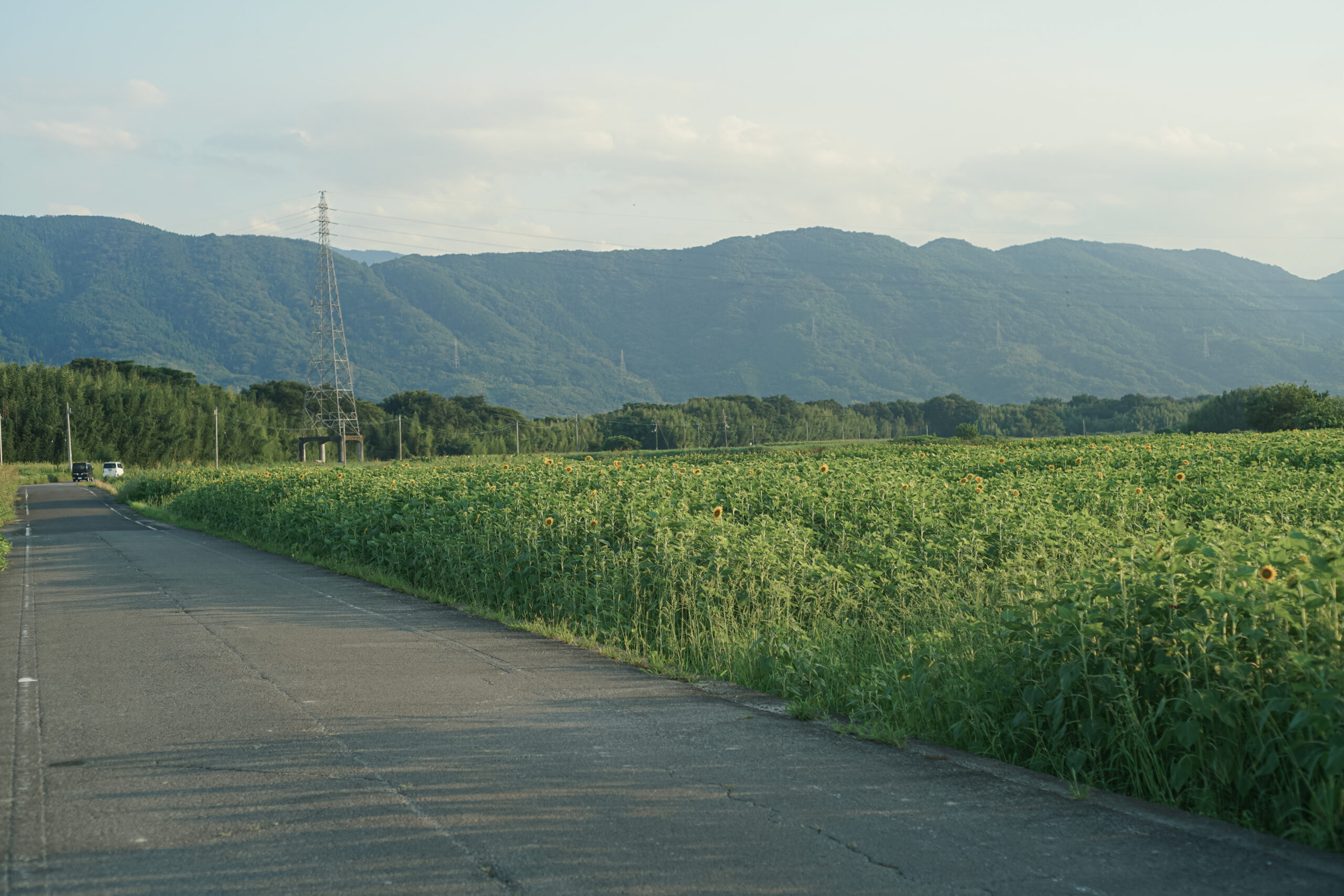 善入寺島のひまわり