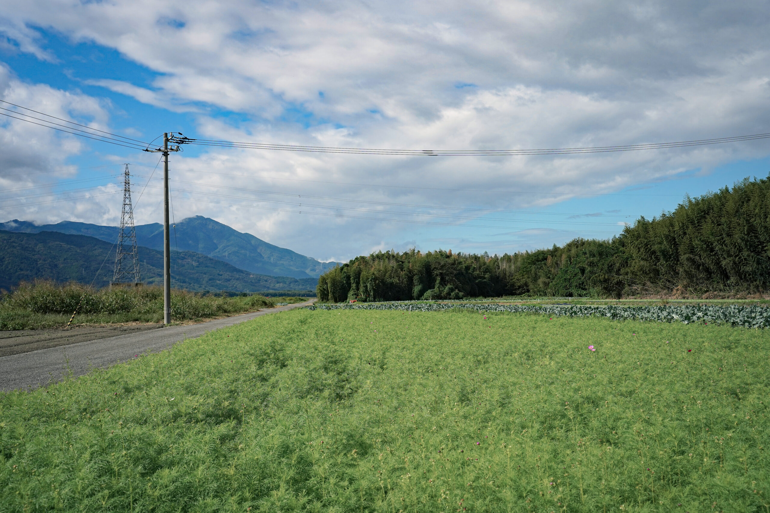 善入寺島 コスモス