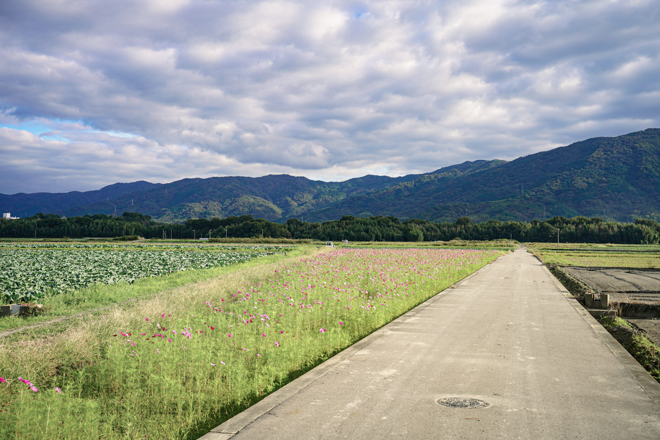 善入寺島 コスモス