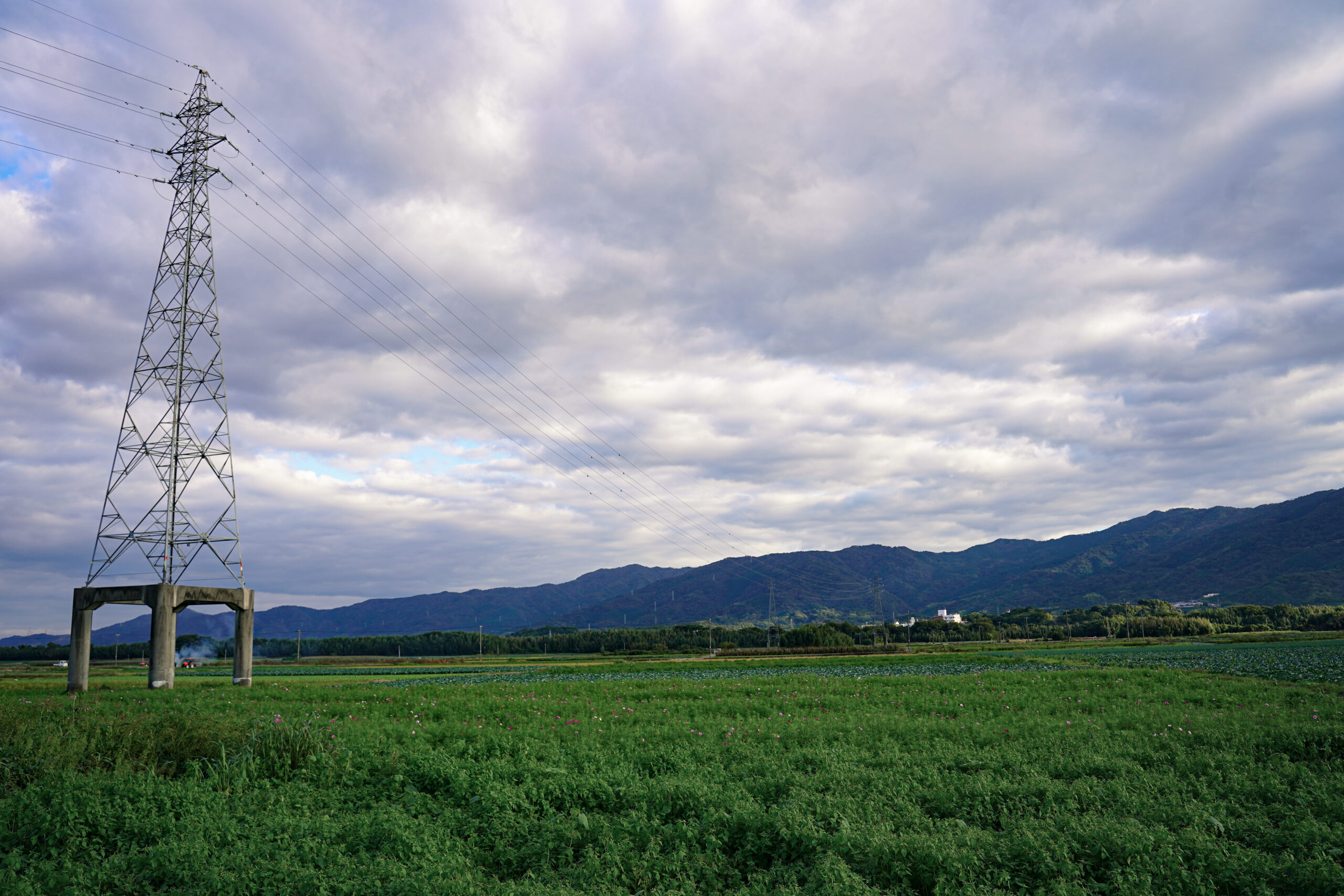 善入寺島 コスモス