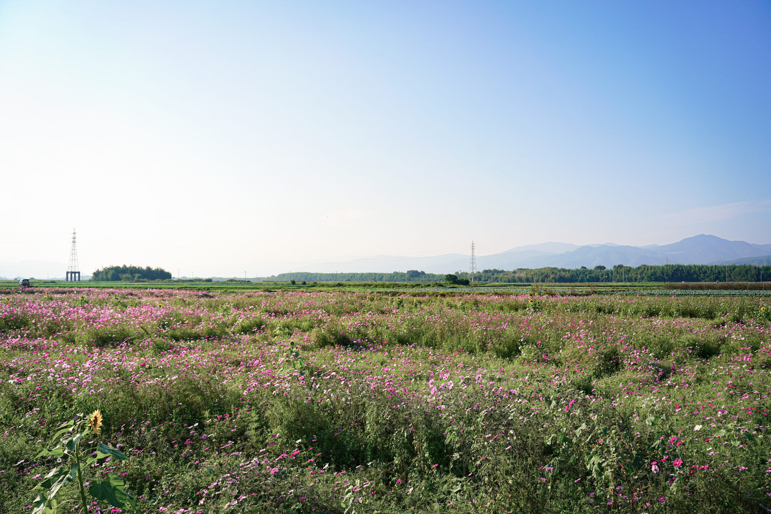 善入寺島 コスモス