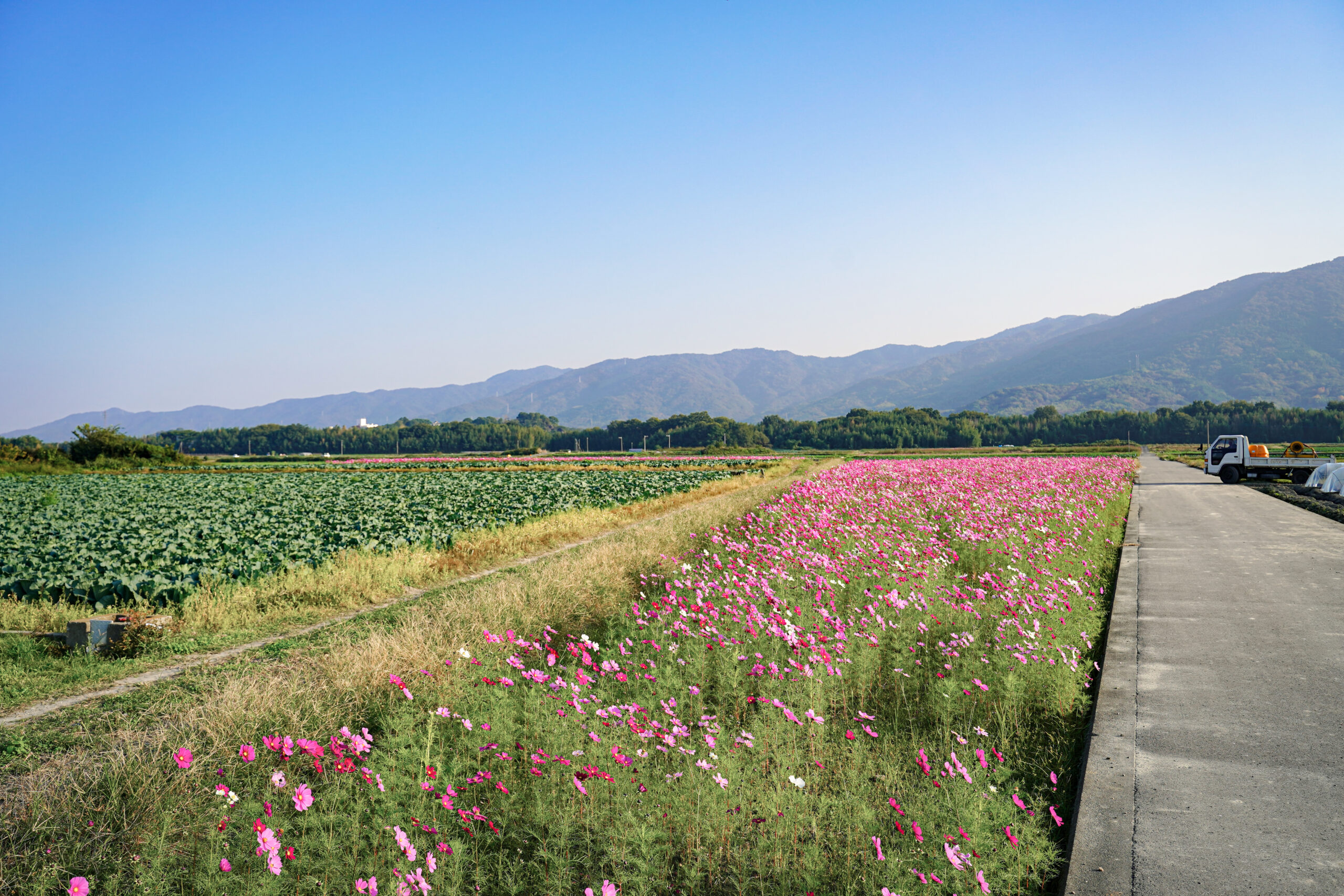 善入寺島 コスモス