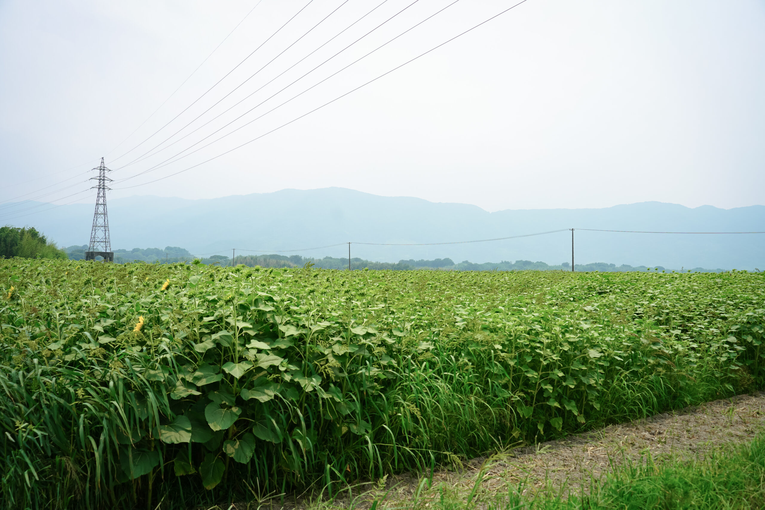 善入寺島のひまわり2025 / 開花状況