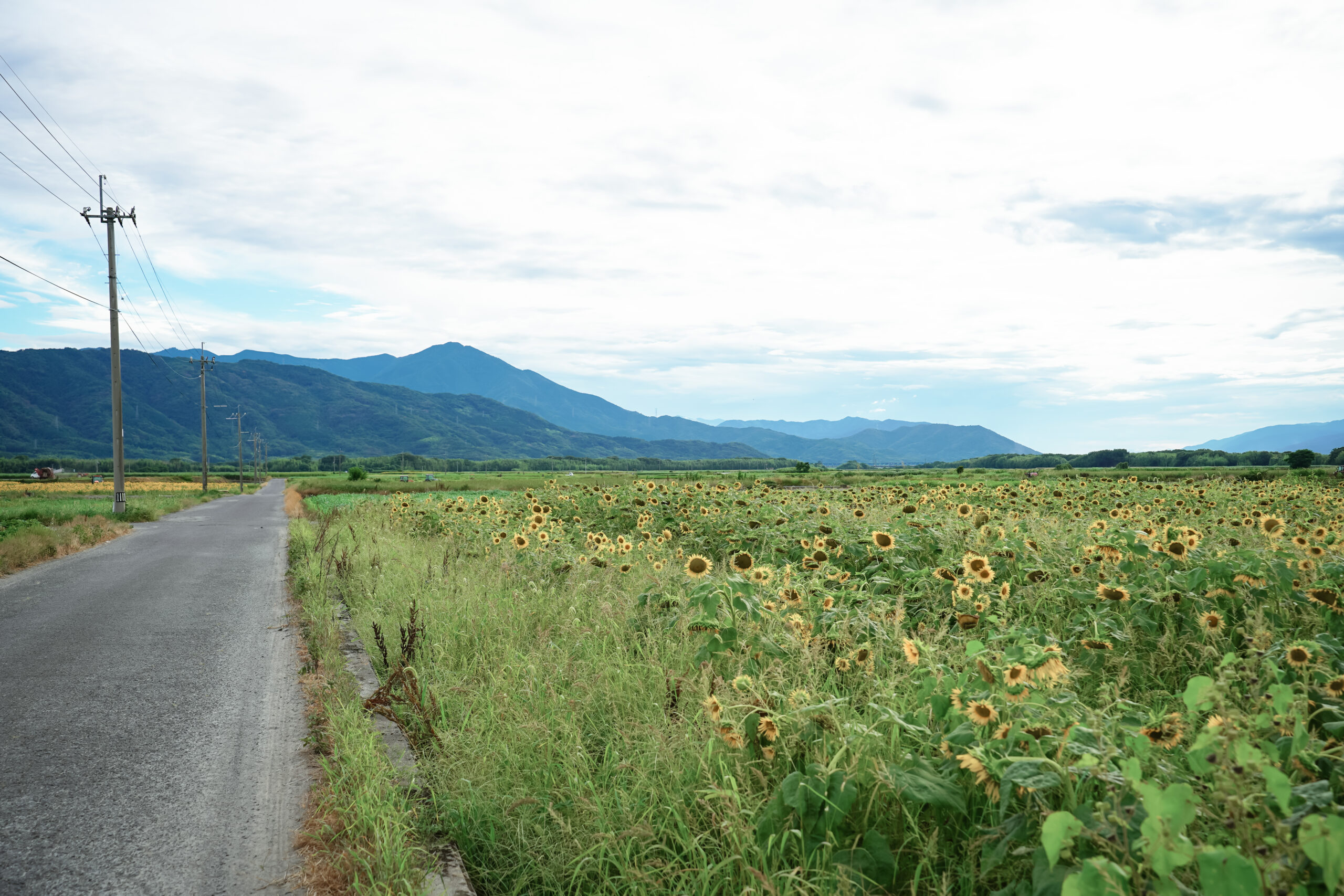 善入寺島のひまわり2025 / 開花状況