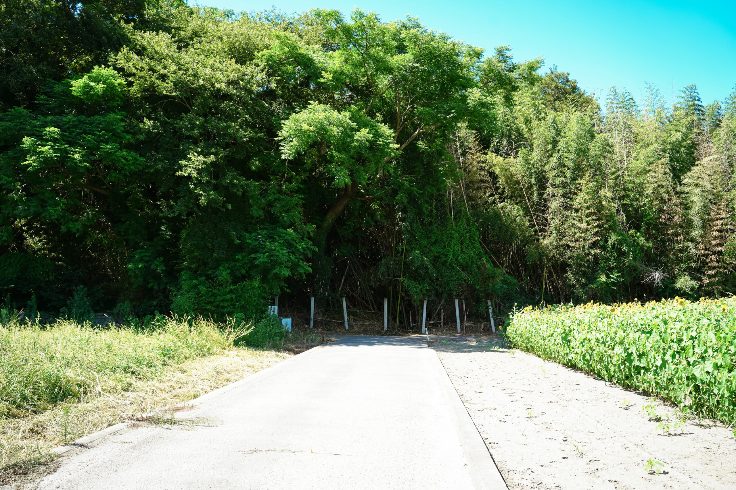 善入寺島のひまわり(2025)