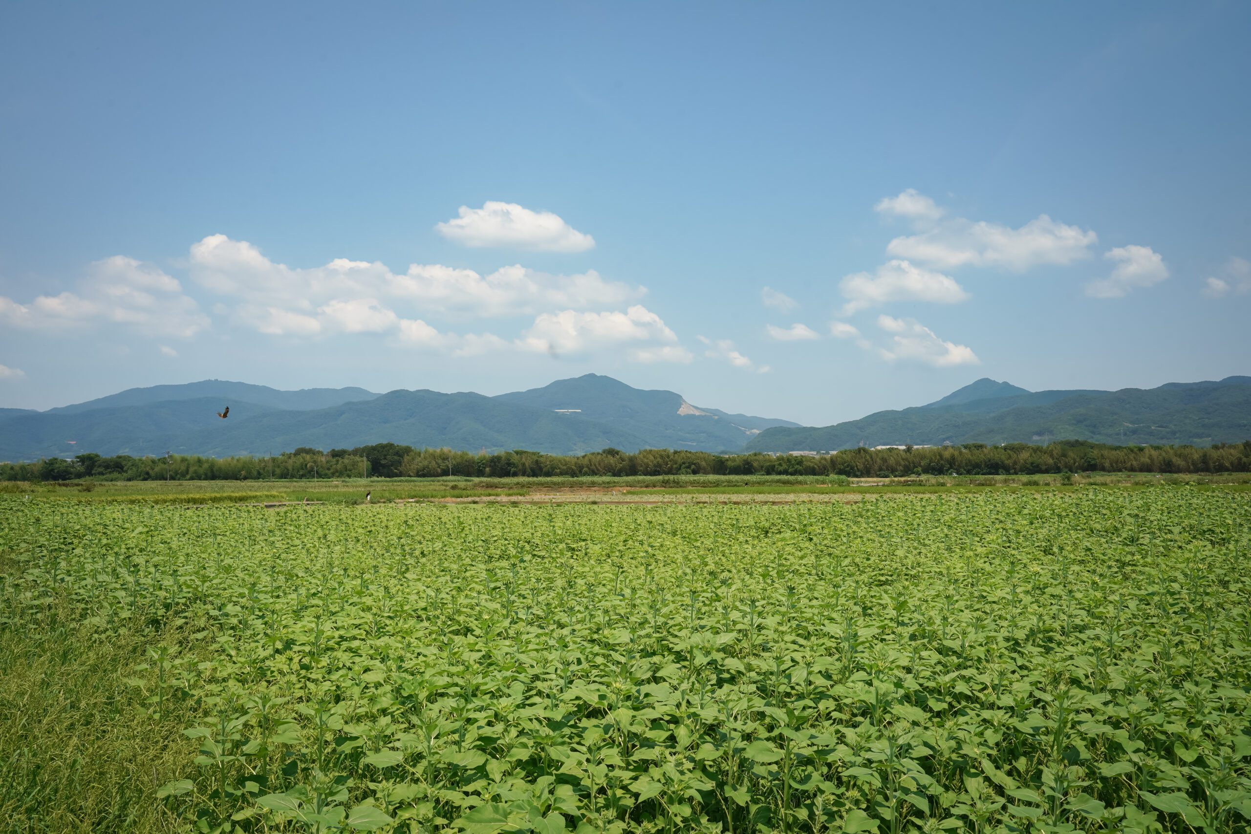 善入寺島のひまわり 2025