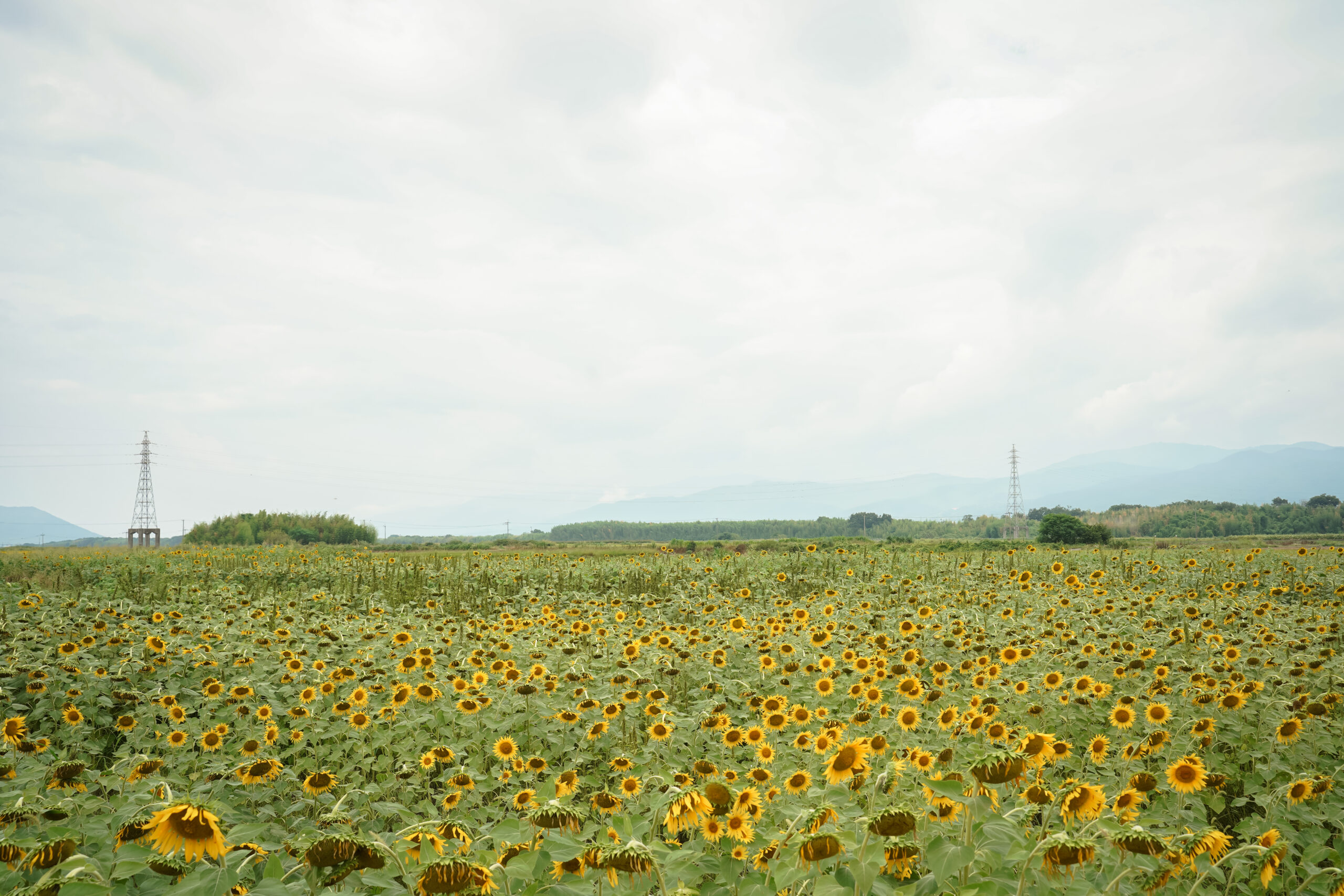 善入寺島のひまわり 2025