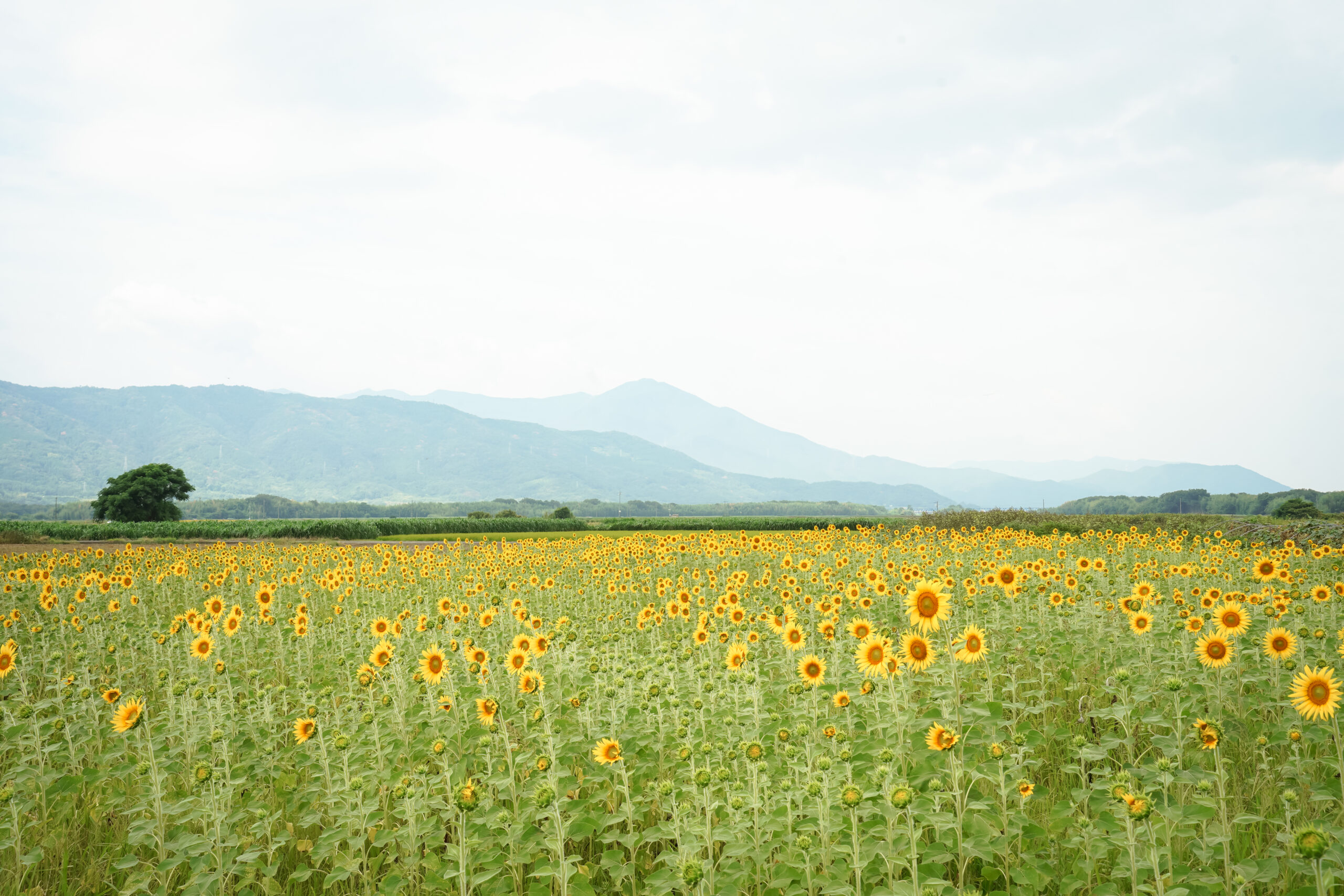 善入寺島のひまわり2025