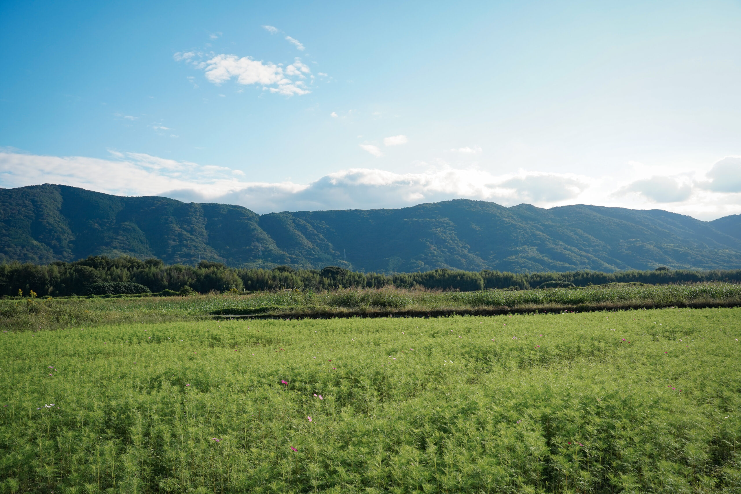 zennyujito_no_cosmos_2025
善入寺島のコスモス2025