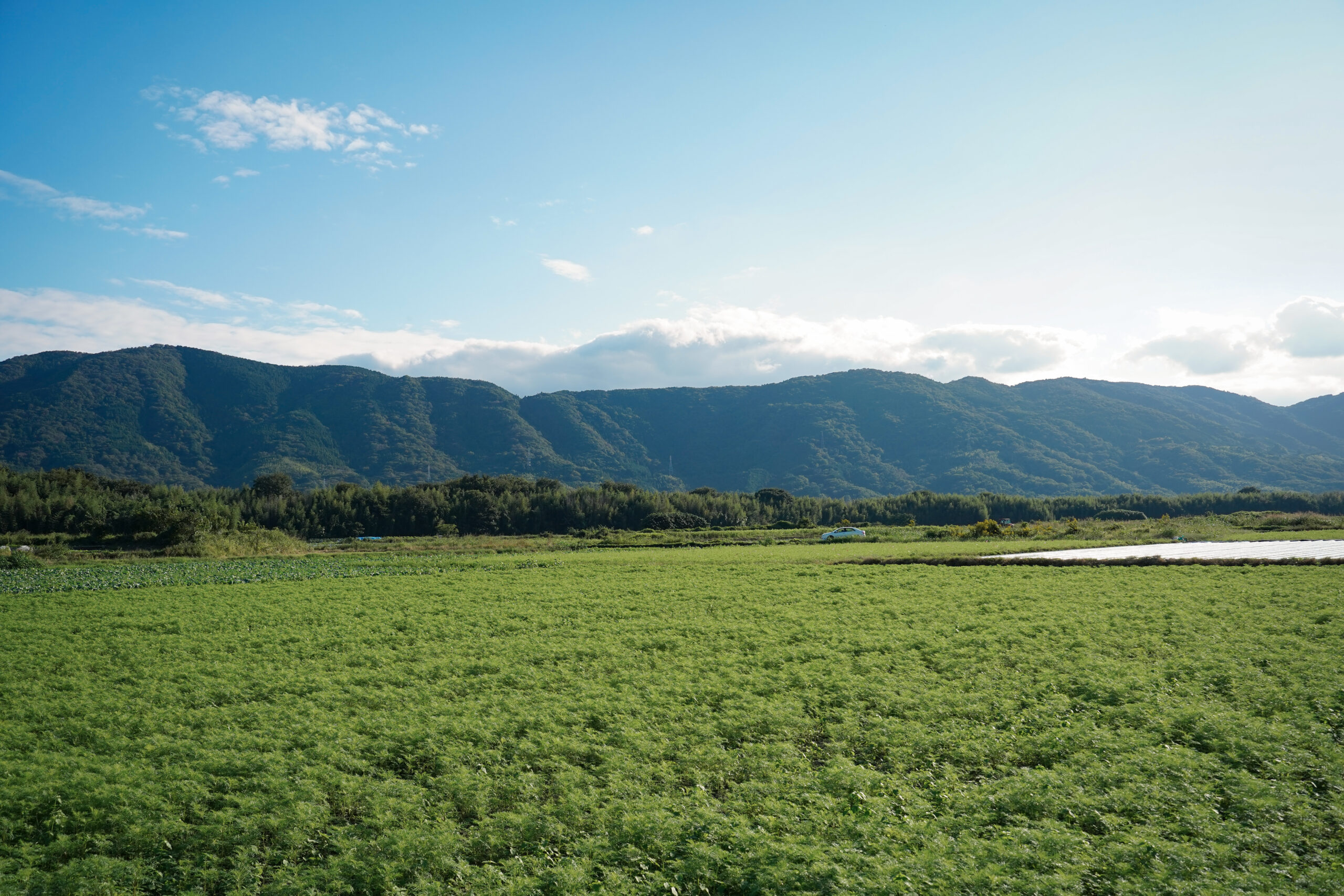 zennyujito_no_cosmos_2025
善入寺島のコスモス2025