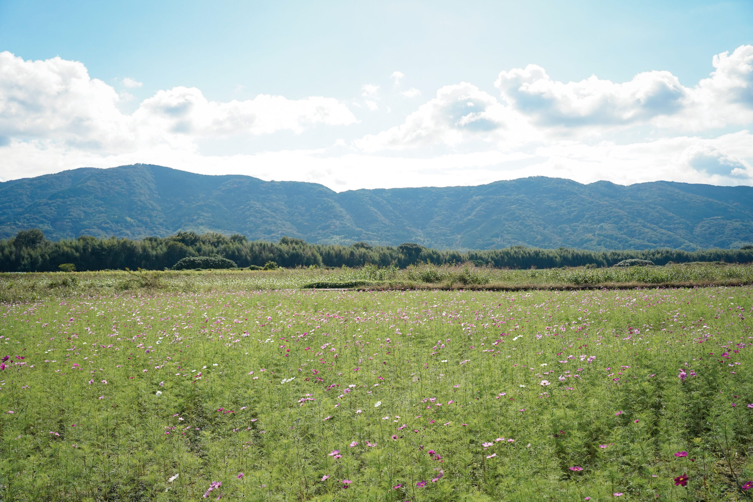 zennyujito_no_cosmos_2025
善入寺島のコスモス2025
