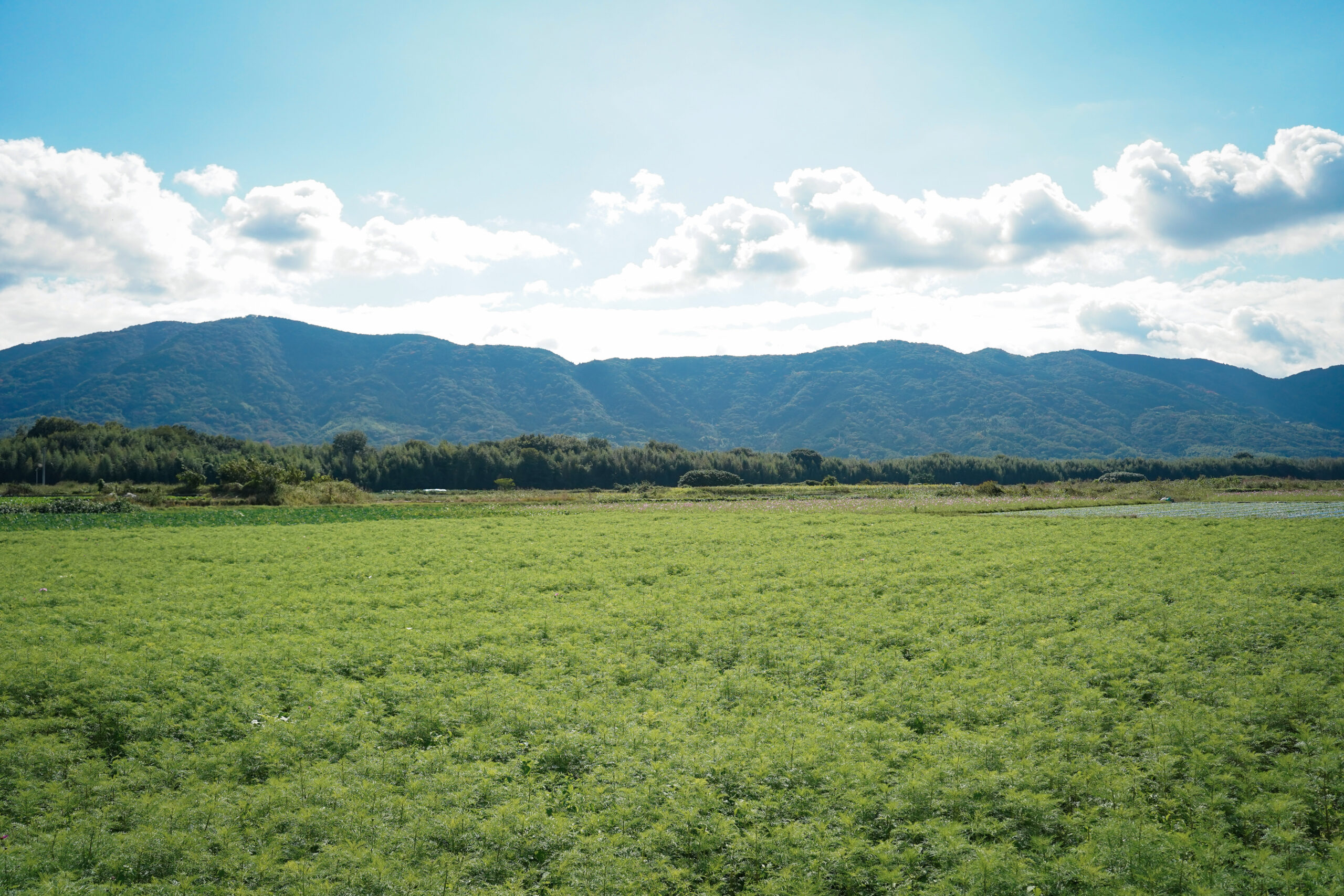 zennyujito_no_cosmos_2025
善入寺島のコスモス2025