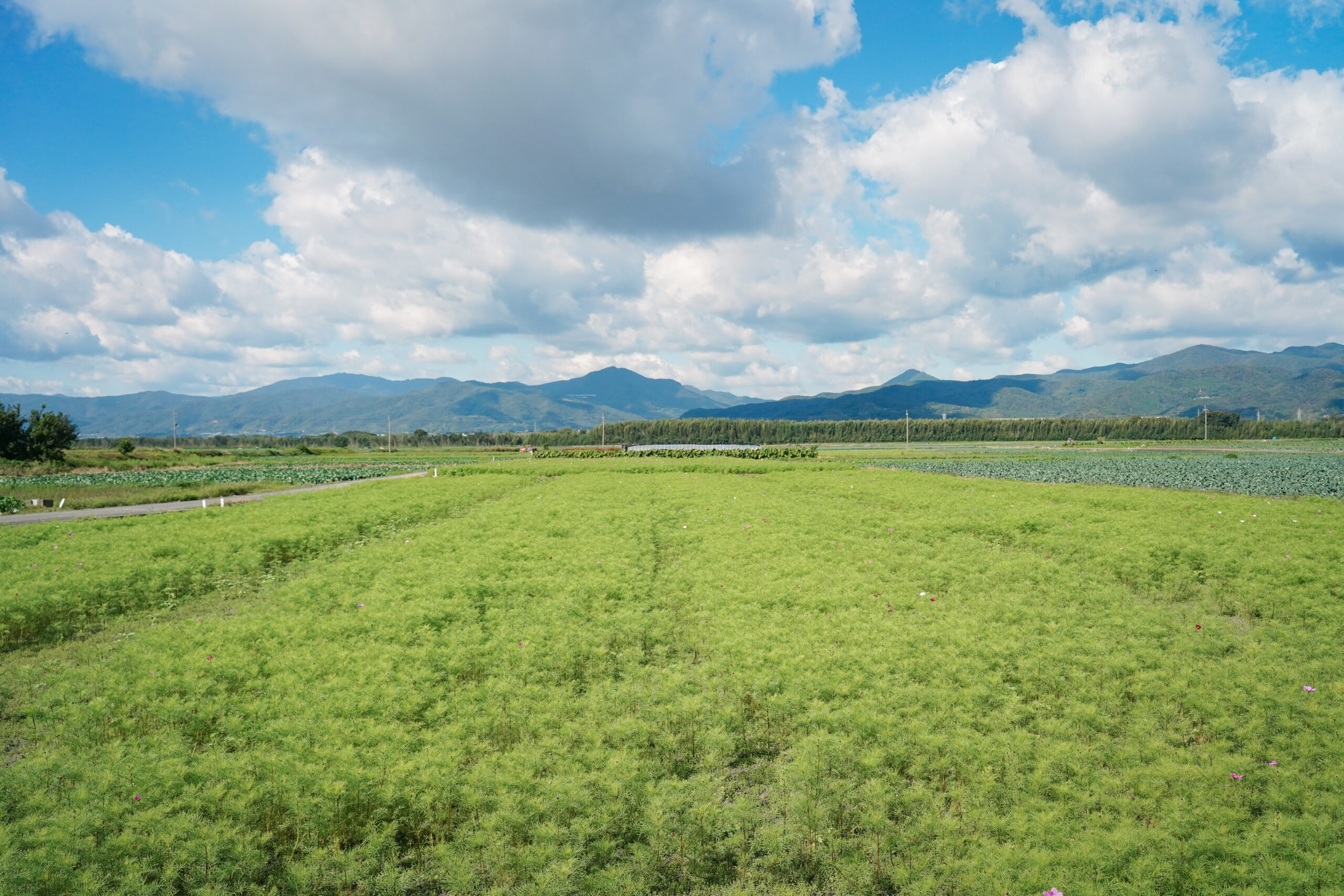 zennyujito_no_cosmos_2025
善入寺島のコスモス2025