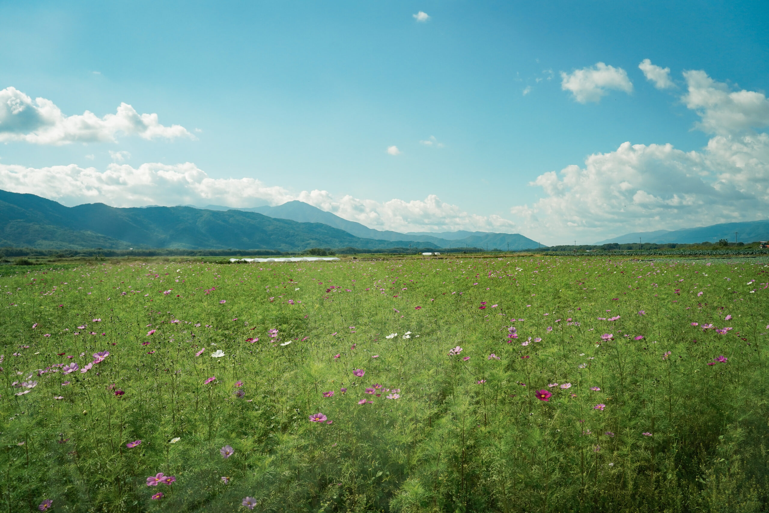 zennyujito_no_cosmos_2025
善入寺島のコスモス2025