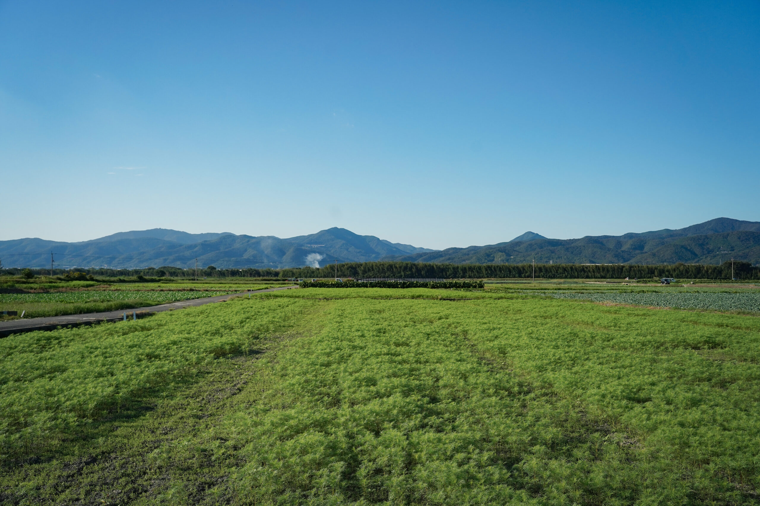 zennyujito_no_cosmos_2025
善入寺島のコスモス2025