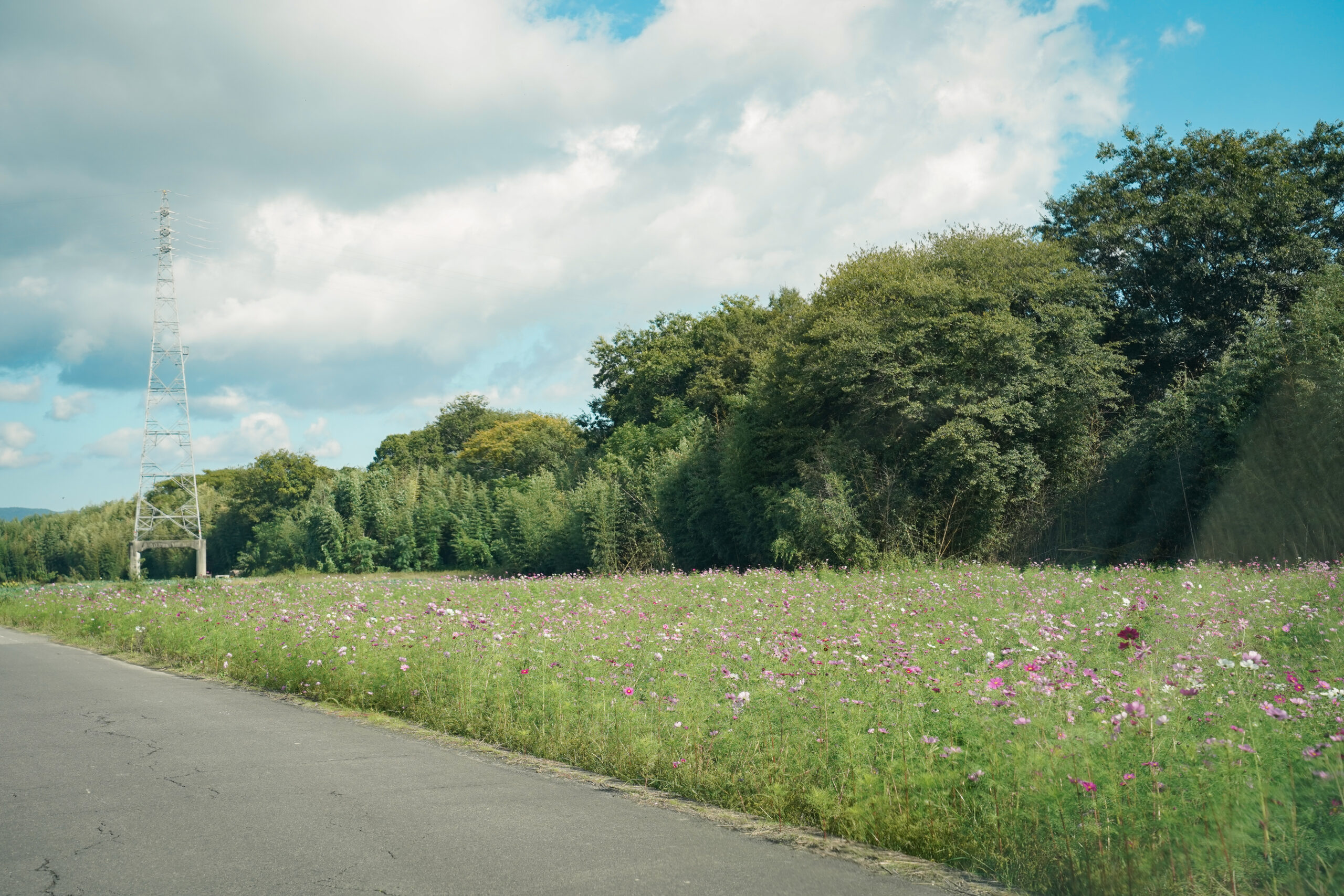 zennyujito_no_cosmos_2025
善入寺島のコスモス2025