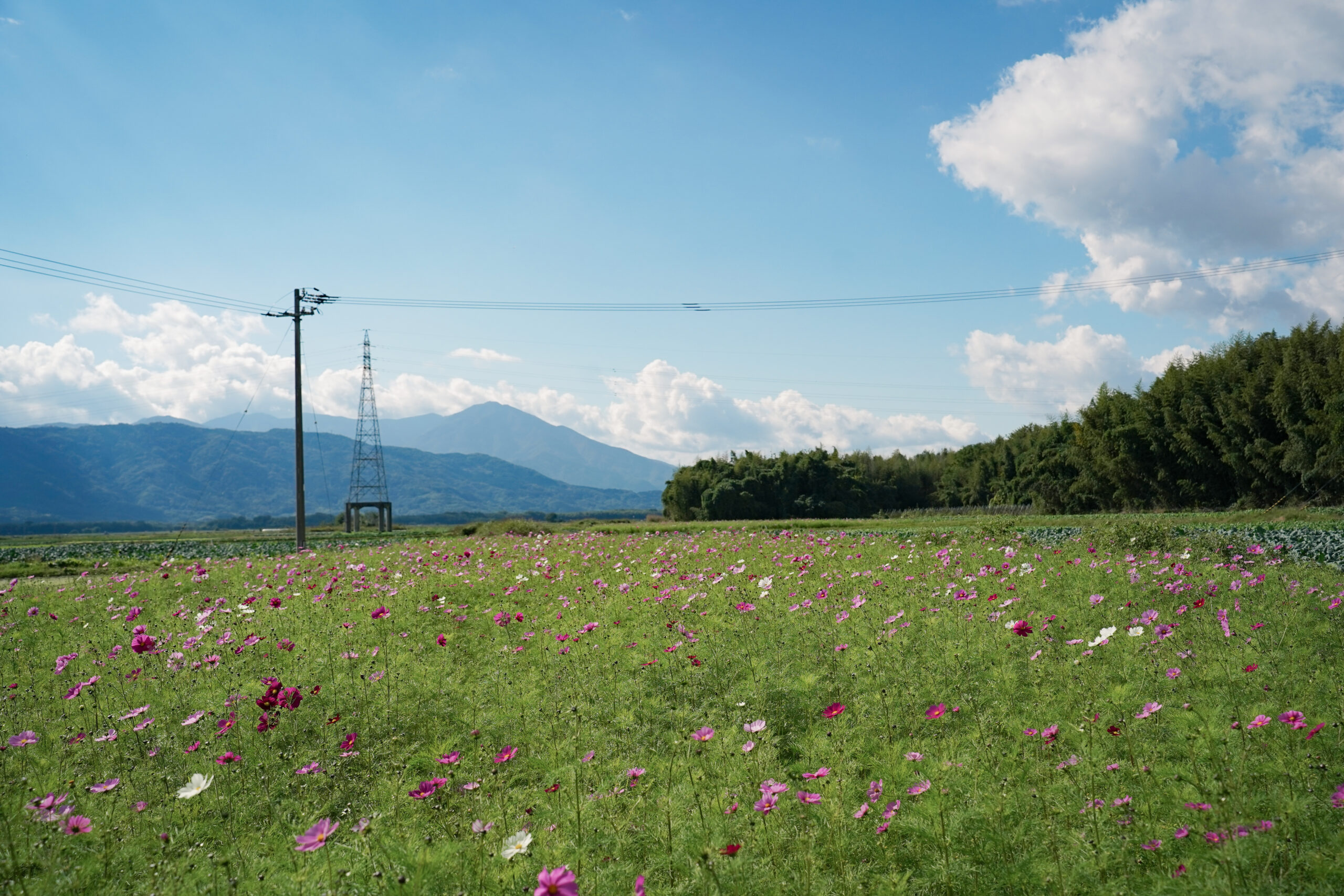 zennyujito_no_cosmos_2025
善入寺島のコスモス2025