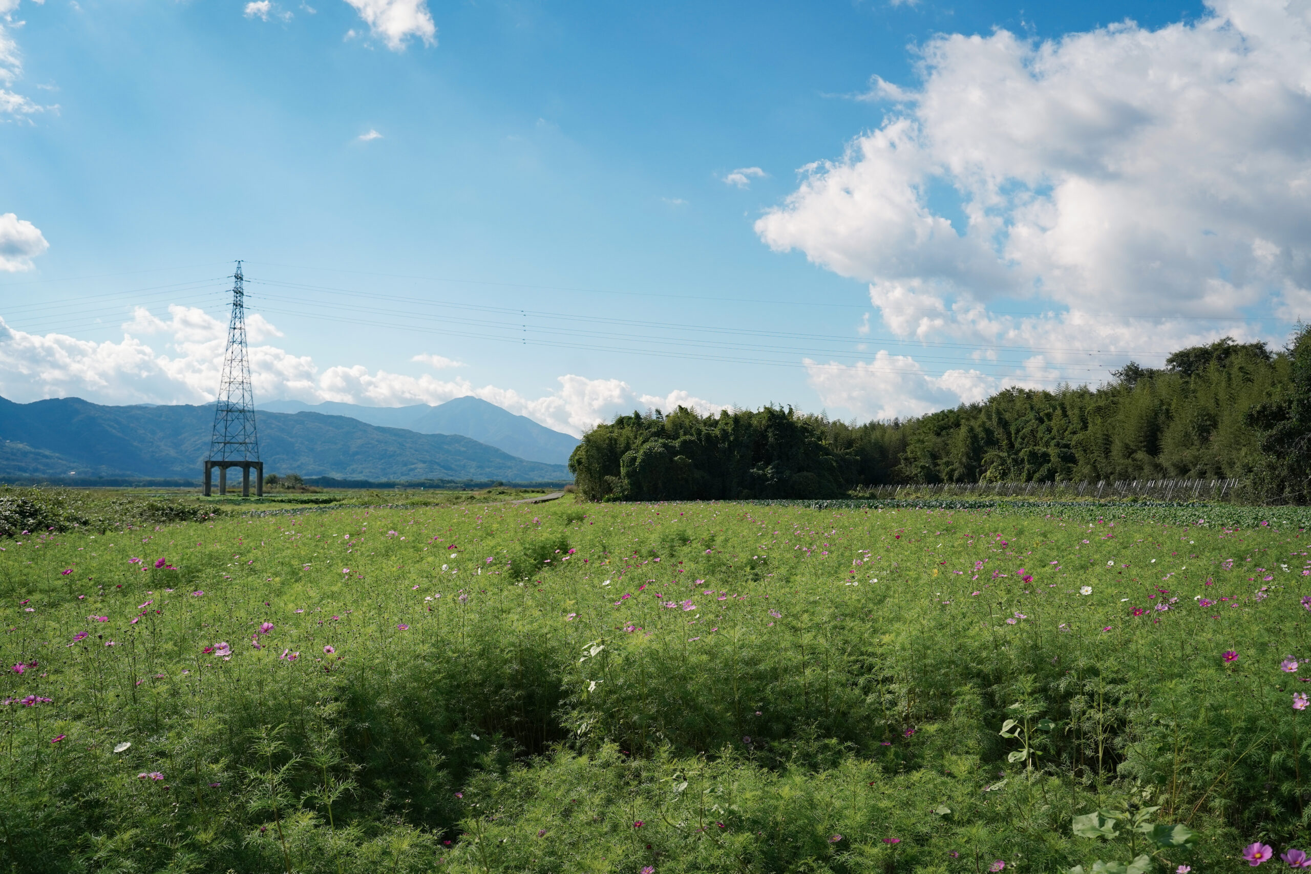 zennyujito_no_cosmos_2025
善入寺島のコスモス2025