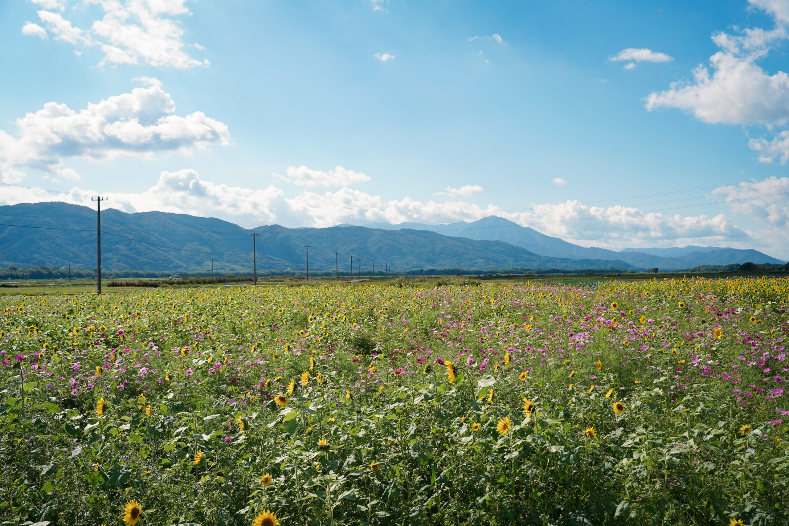 zennyujito_no_cosmos_2025
善入寺島のコスモス2025