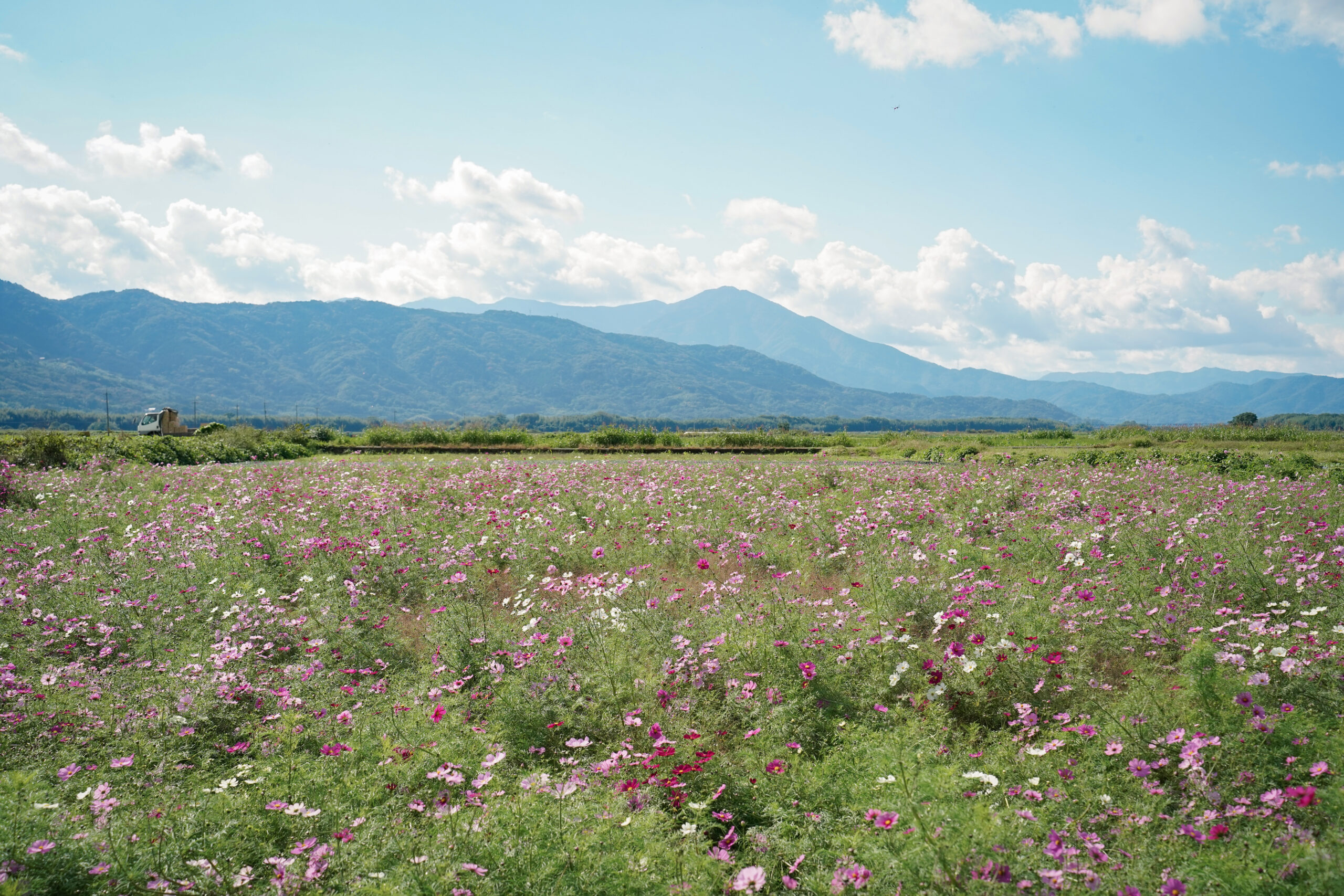 zennyujito_no_cosmos_2025
善入寺島のコスモス2025