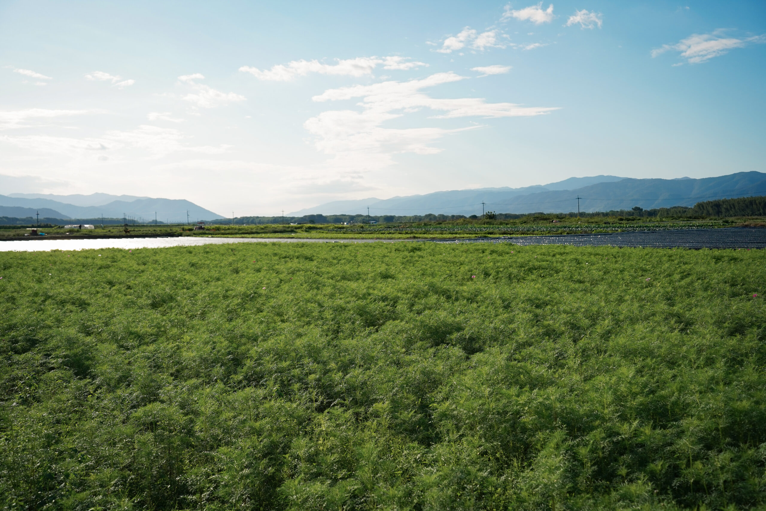 zennyujito_no_cosmos_2025
善入寺島のコスモス2025