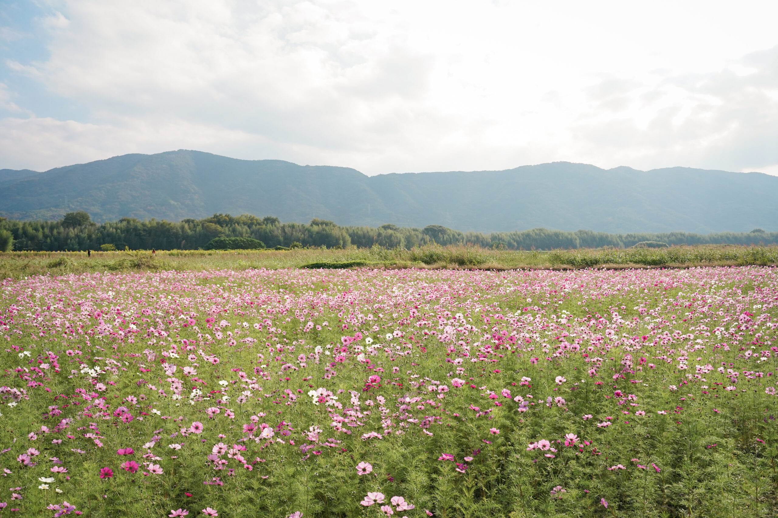 zennyujito_no_cosmos_2025
善入寺島のコスモス2025