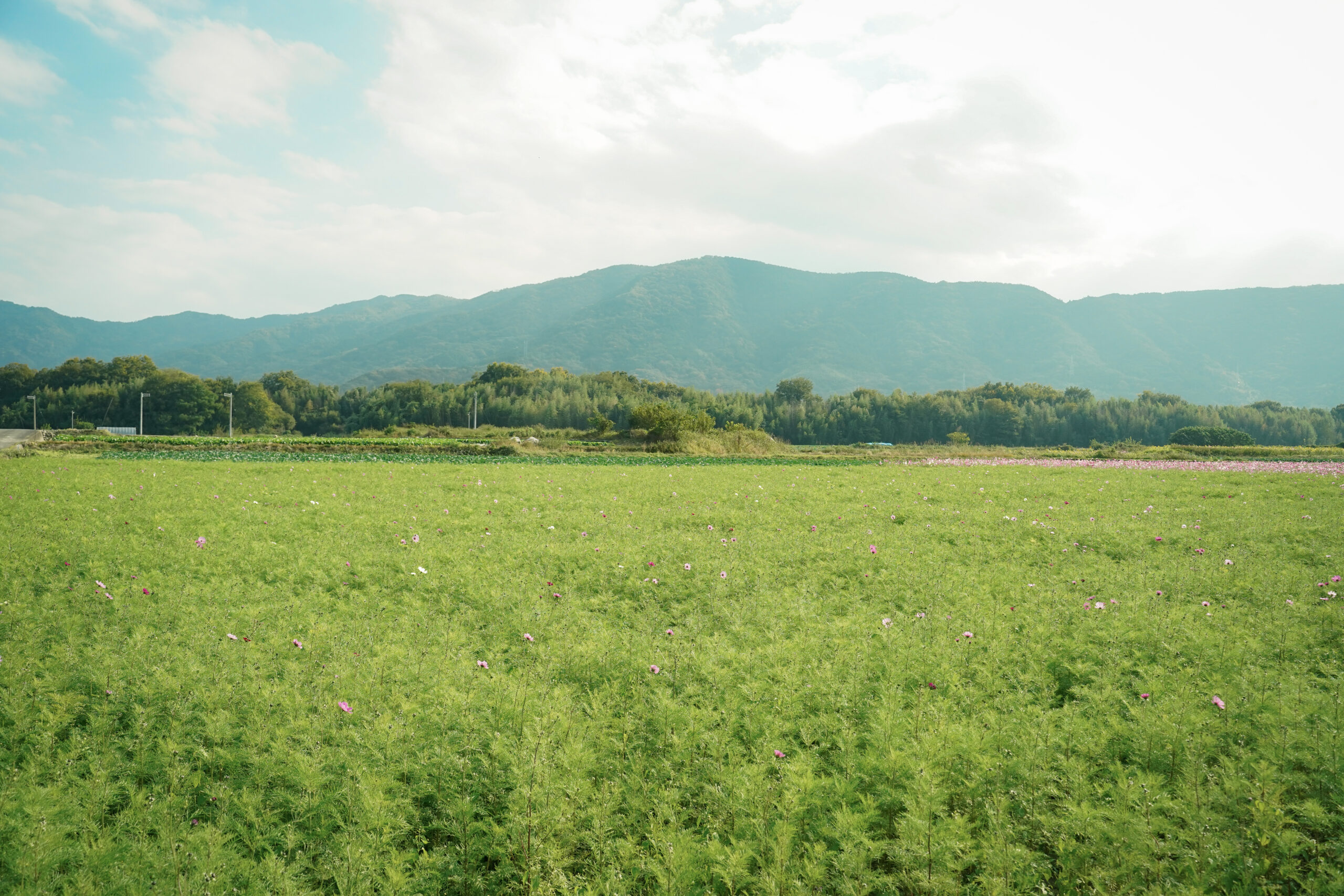 zennyujito_no_cosmos_2025
善入寺島のコスモス2025