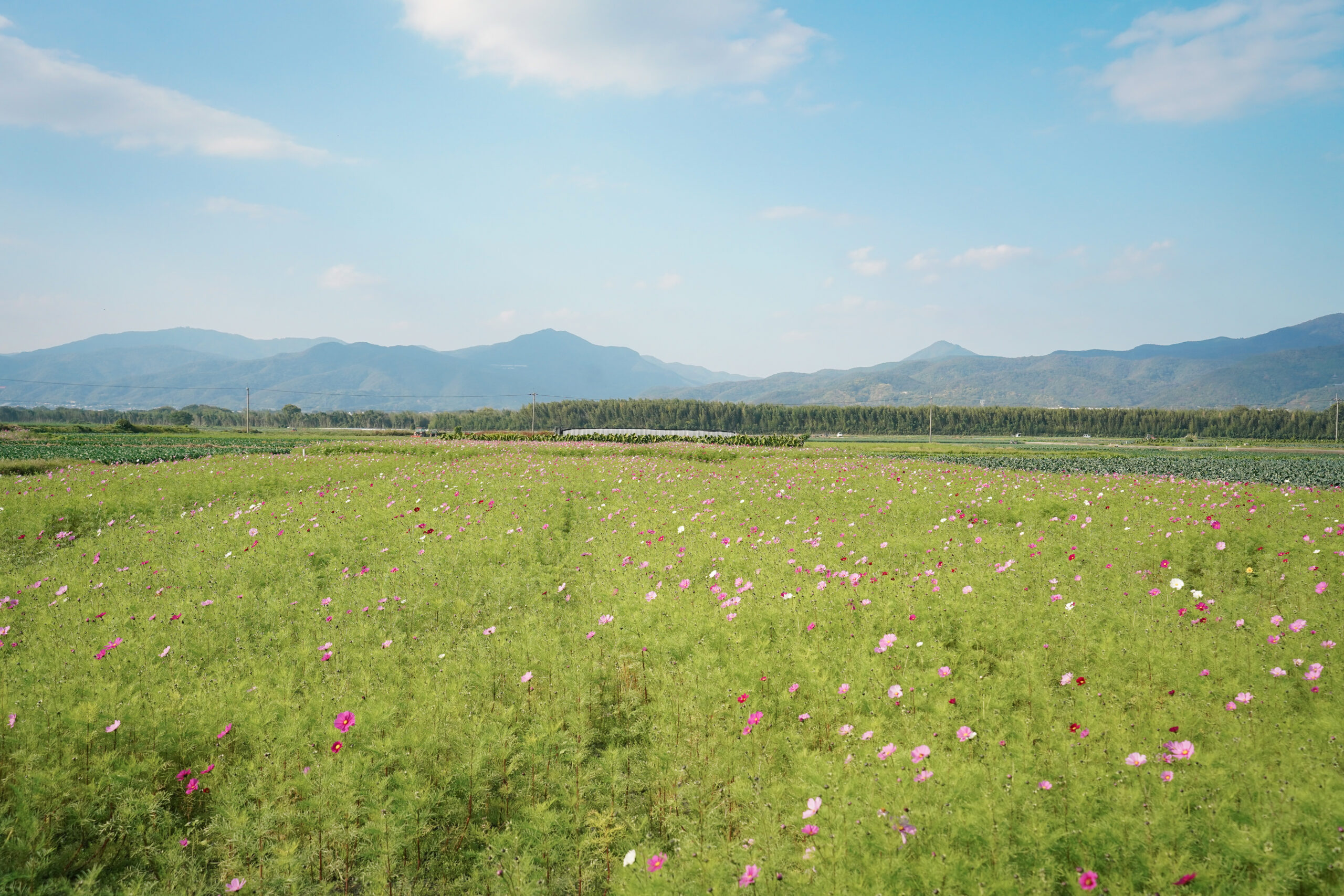 zennyujito_no_cosmos_2025
善入寺島のコスモス2025