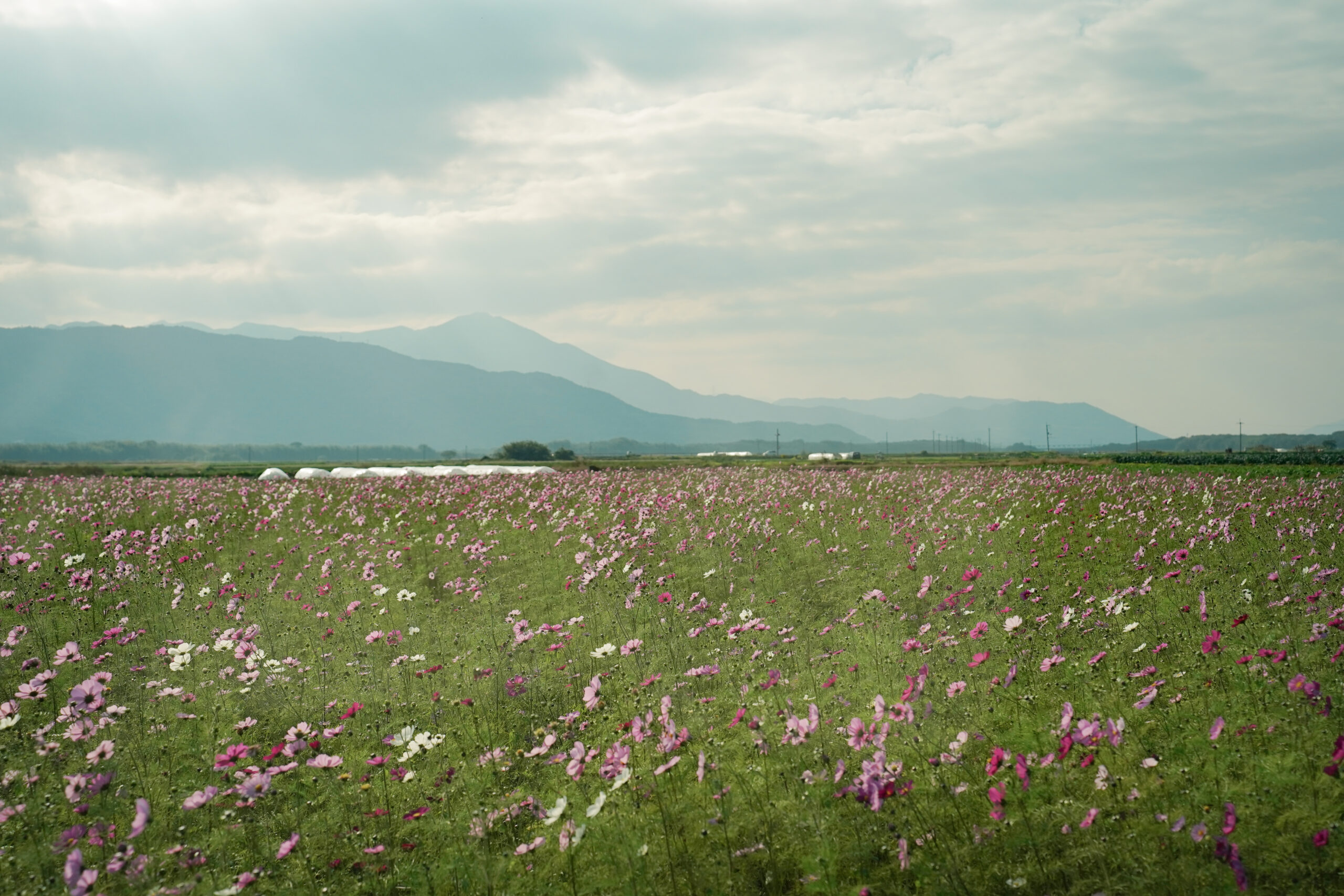 zennyujito_no_cosmos_2025
善入寺島のコスモス2025