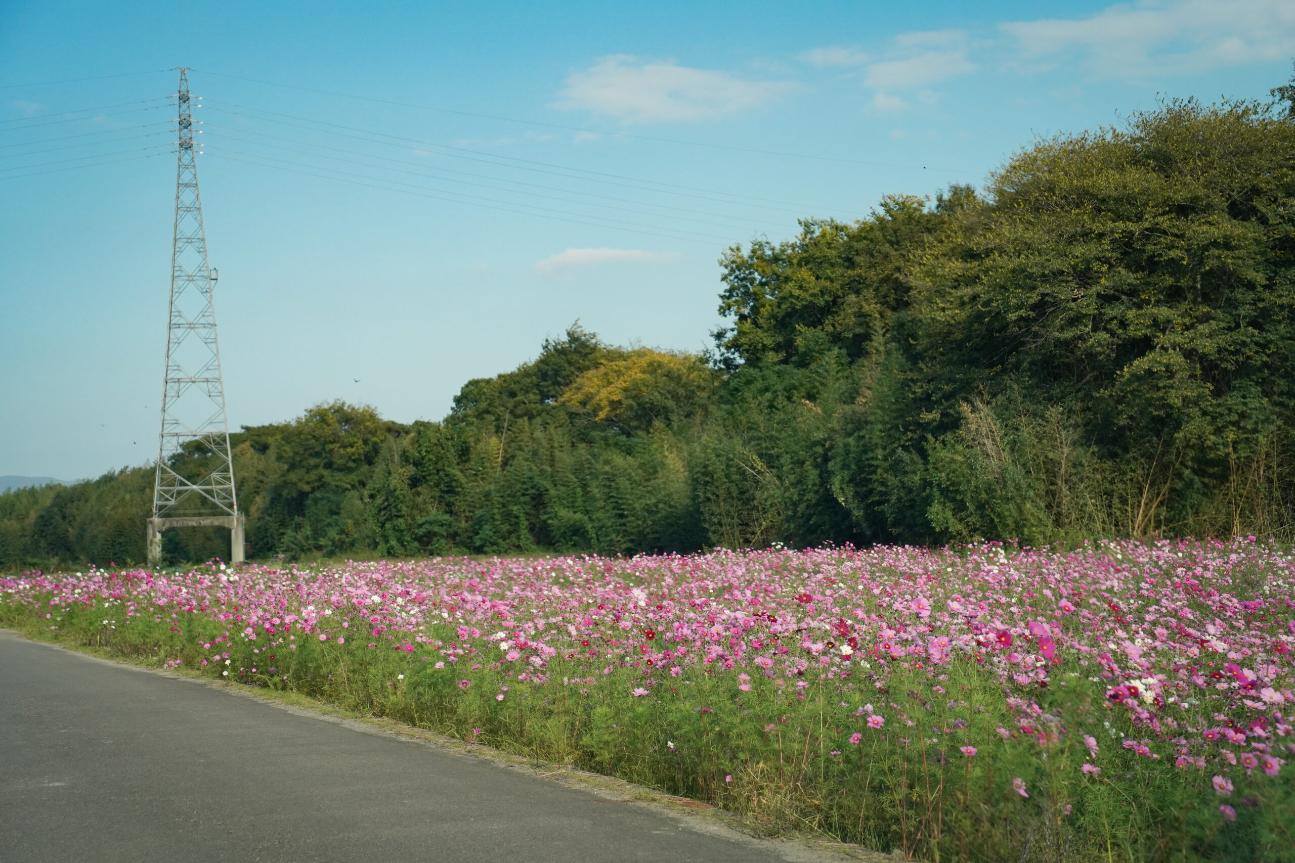 zennyujito_no_cosmos_2025
善入寺島のコスモス2025
