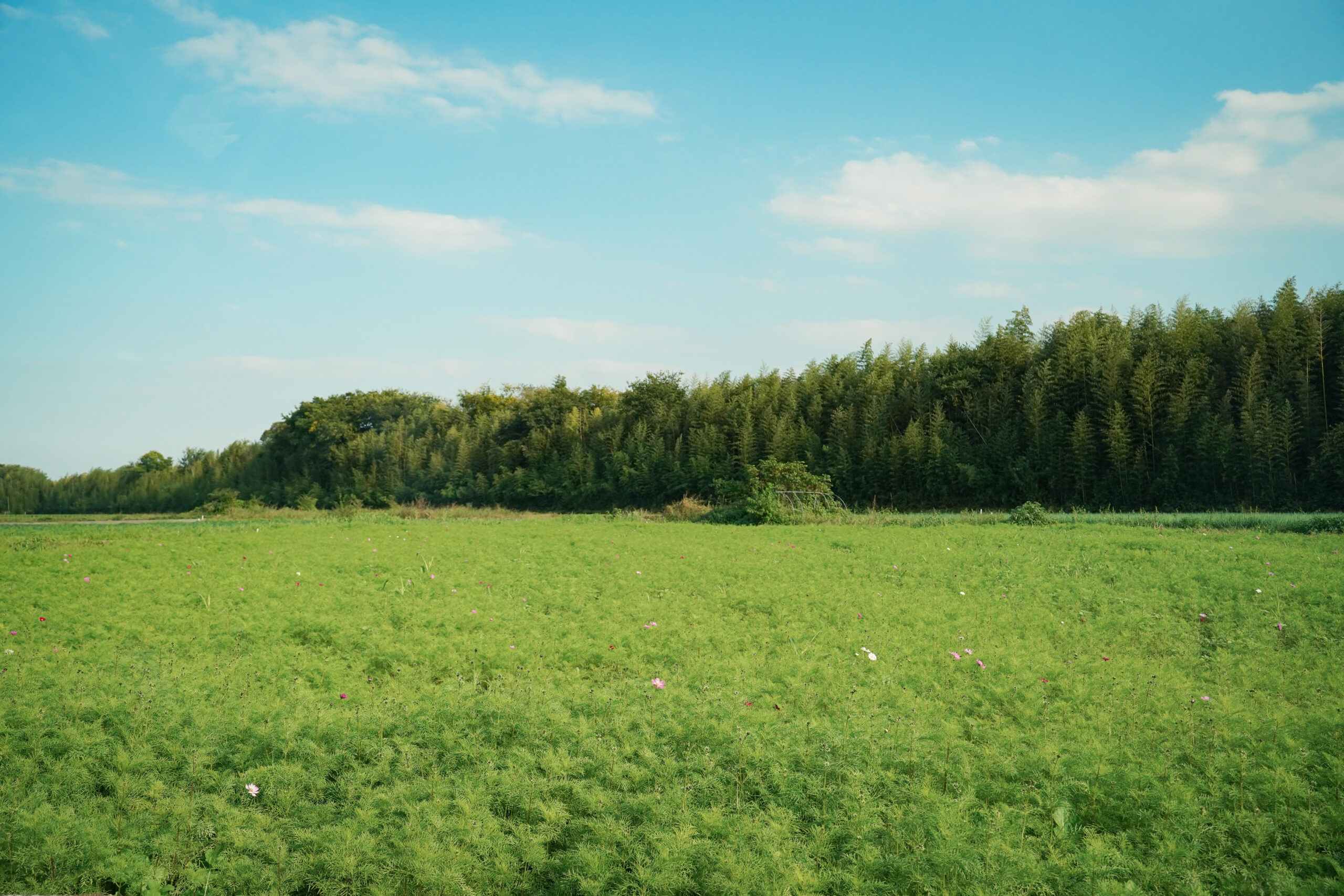 zennyujito_no_cosmos_2025
善入寺島のコスモス2025