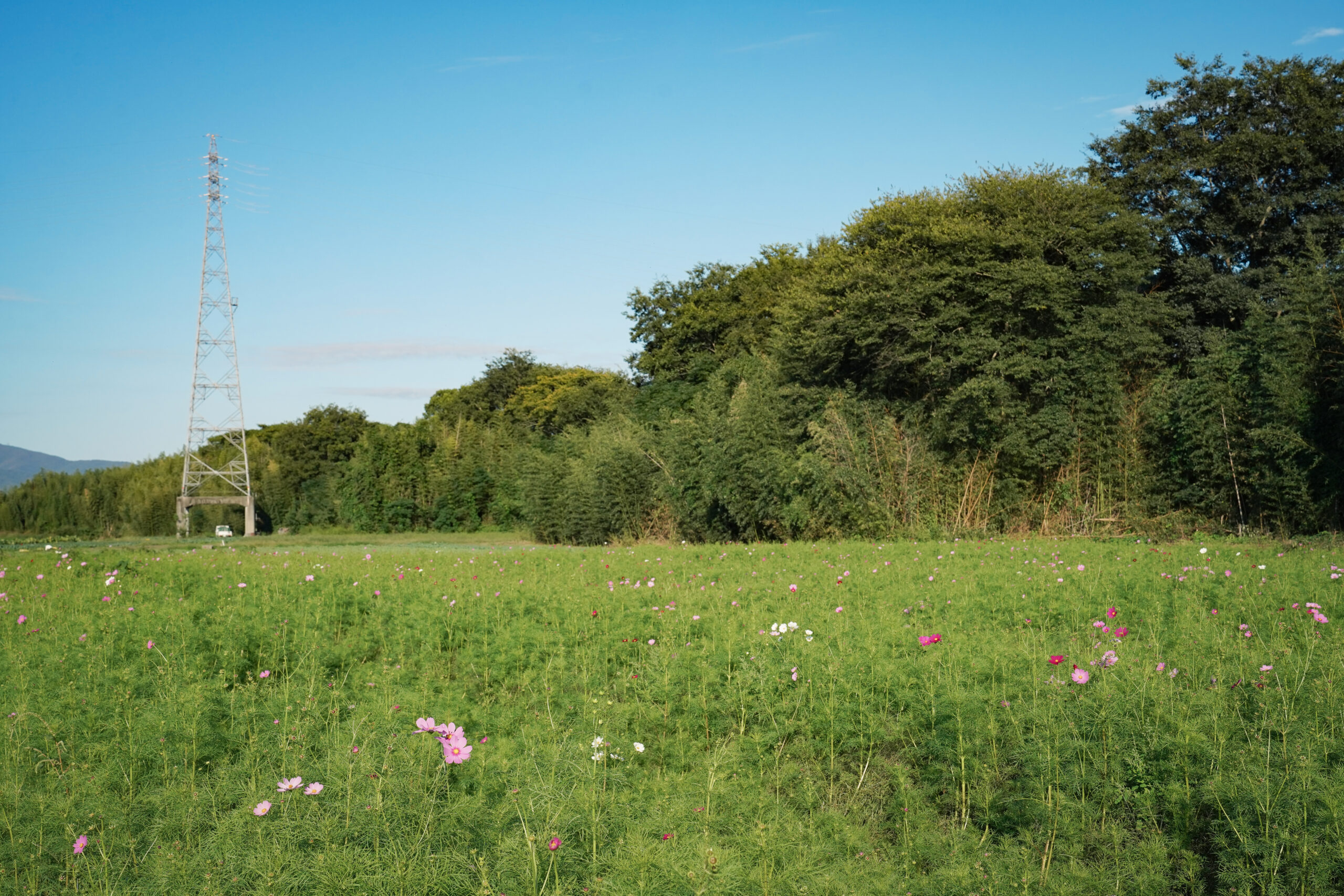 zennyujito_no_cosmos_2025
善入寺島のコスモス2025