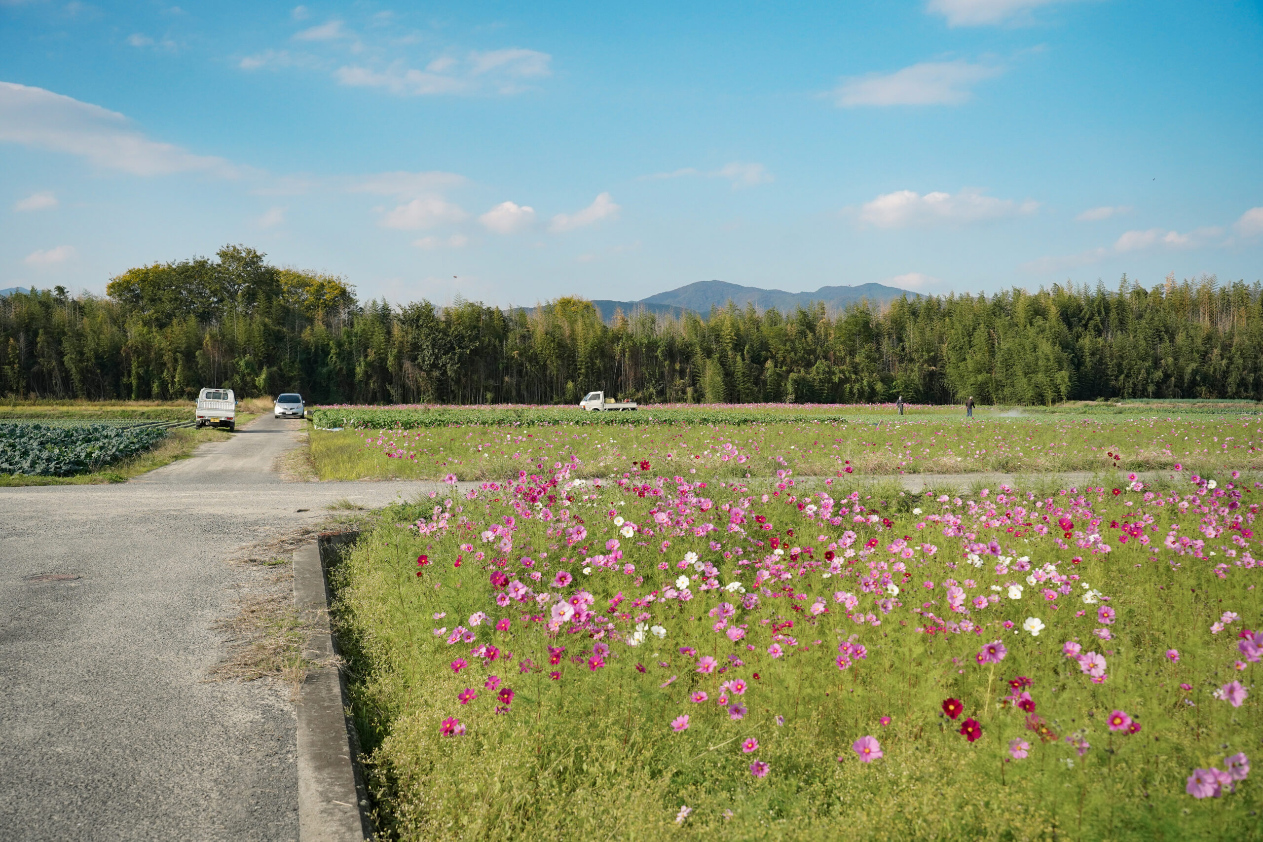 zennyujito_no_cosmos_2025
善入寺島のコスモス2025
