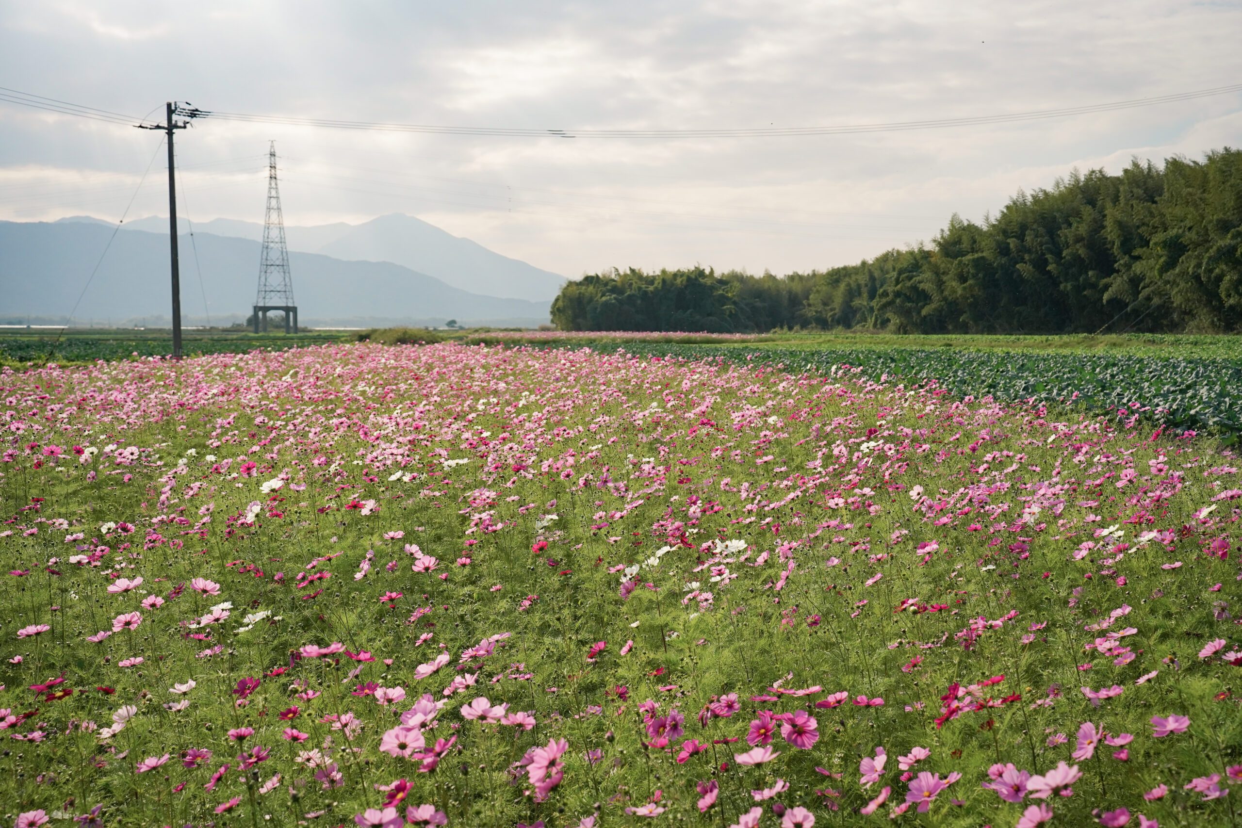 zennyujito_no_cosmos_2025
善入寺島のコスモス2025