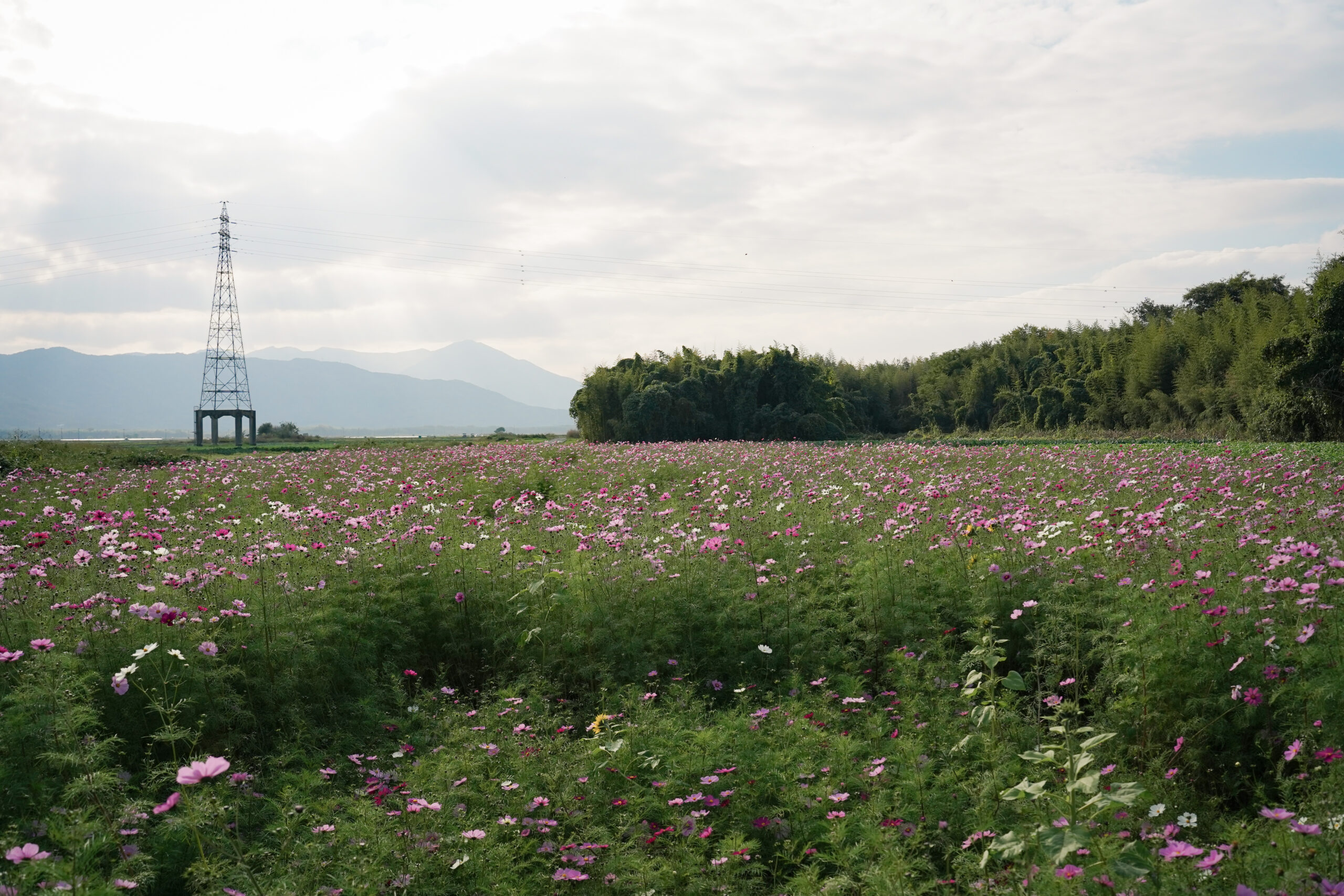 zennyujito_no_cosmos_2025
善入寺島のコスモス2025