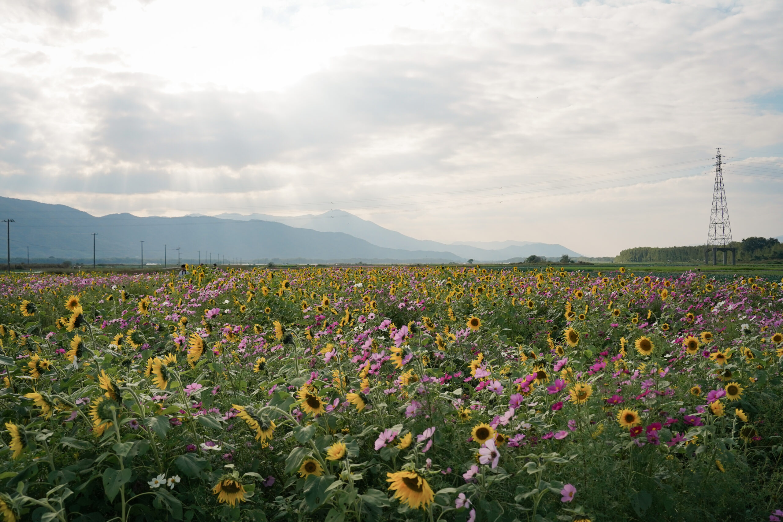 zennyujito_no_cosmos_2025
善入寺島のコスモス2025