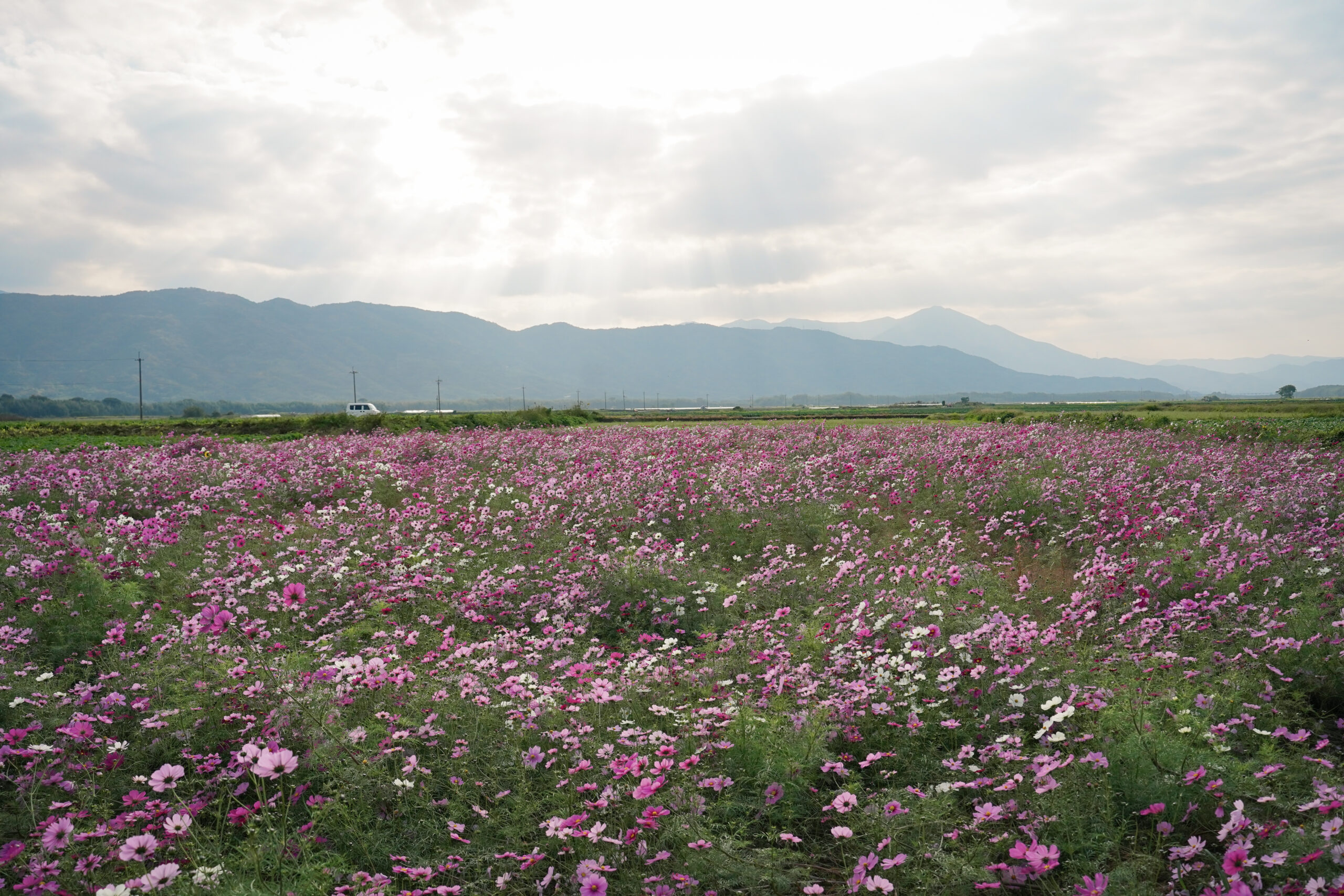 zennyujito_no_cosmos_2025
善入寺島のコスモス2025