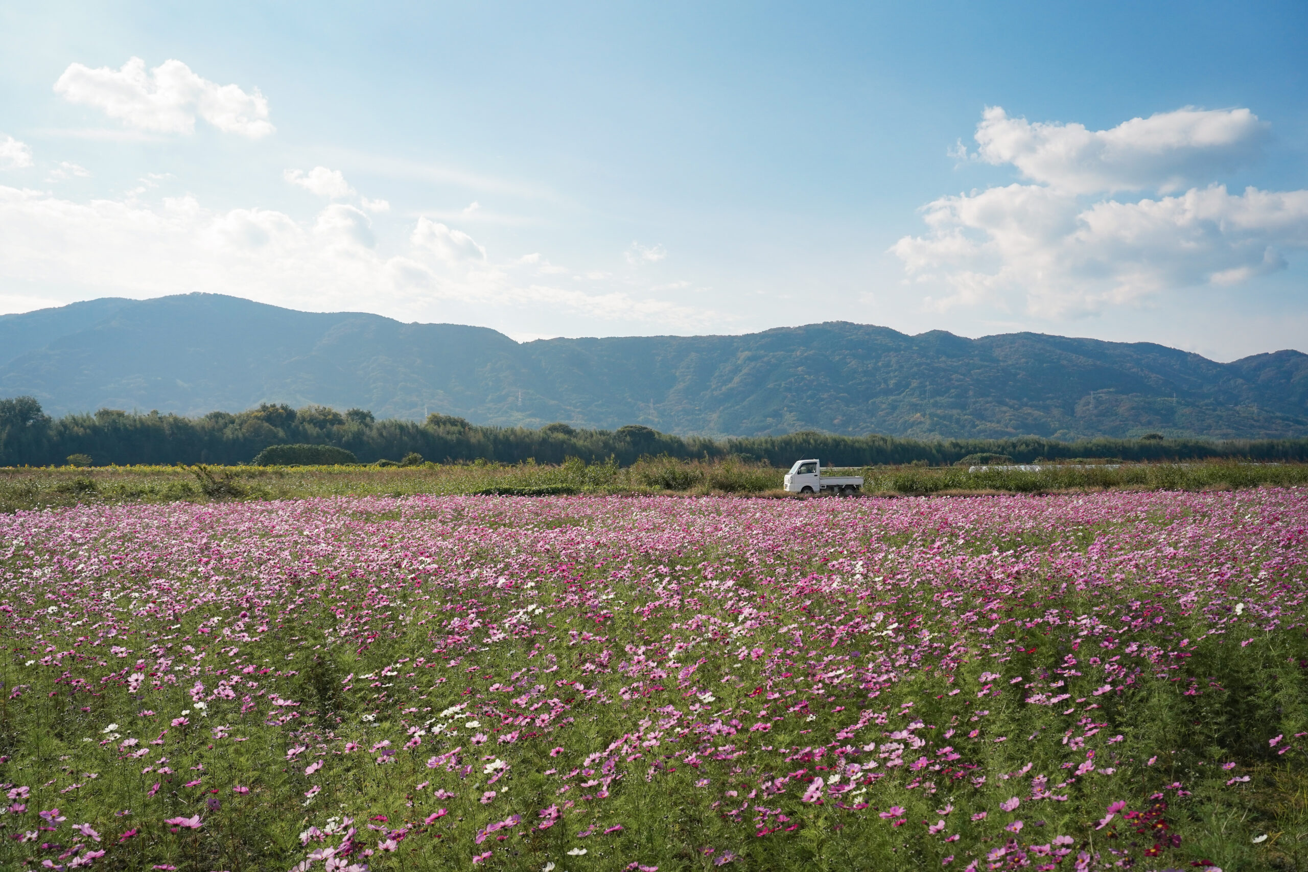 zennyujito_no_cosmos_2025
善入寺島のコスモス2025