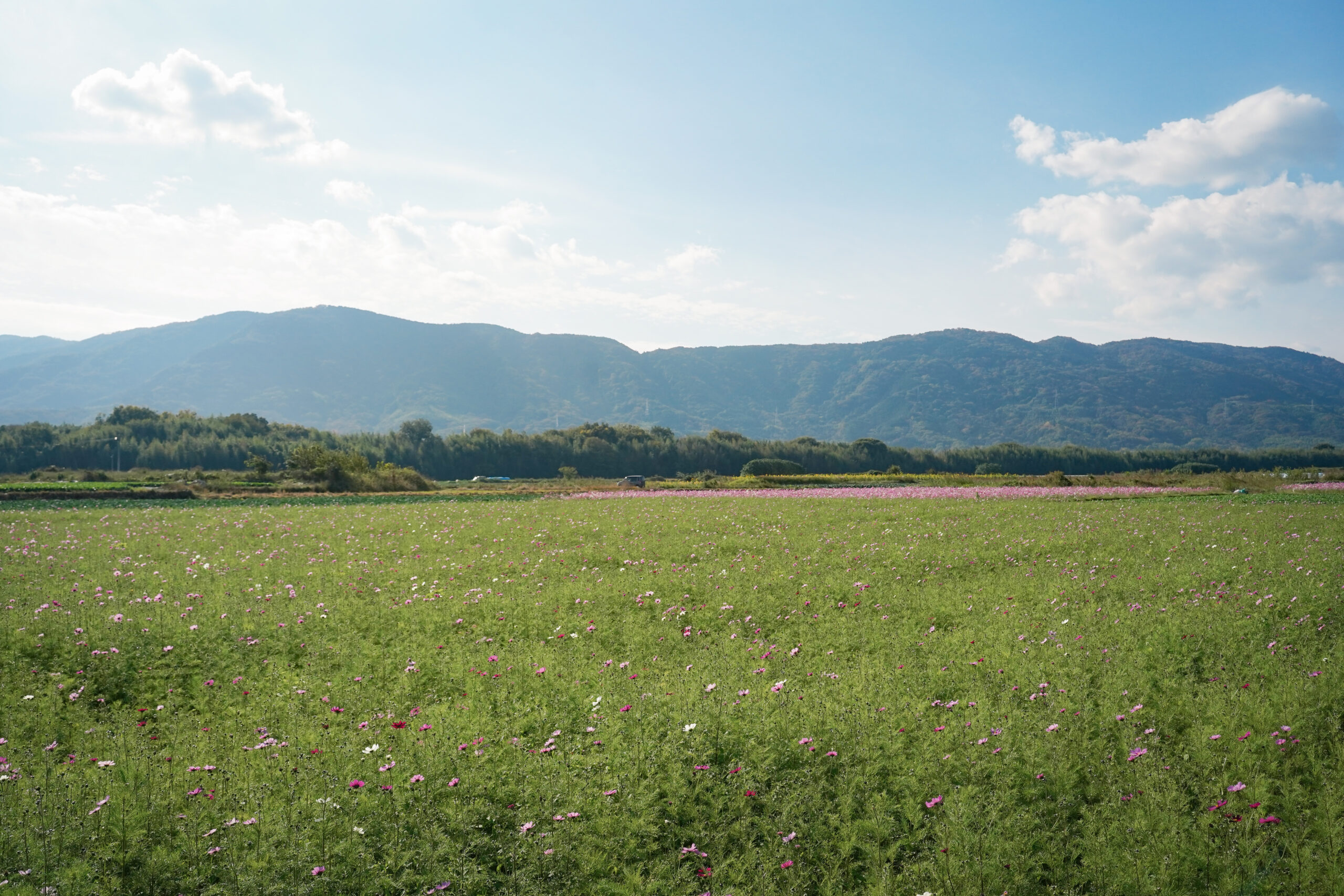 zennyujito_no_cosmos_2025
善入寺島のコスモス2025