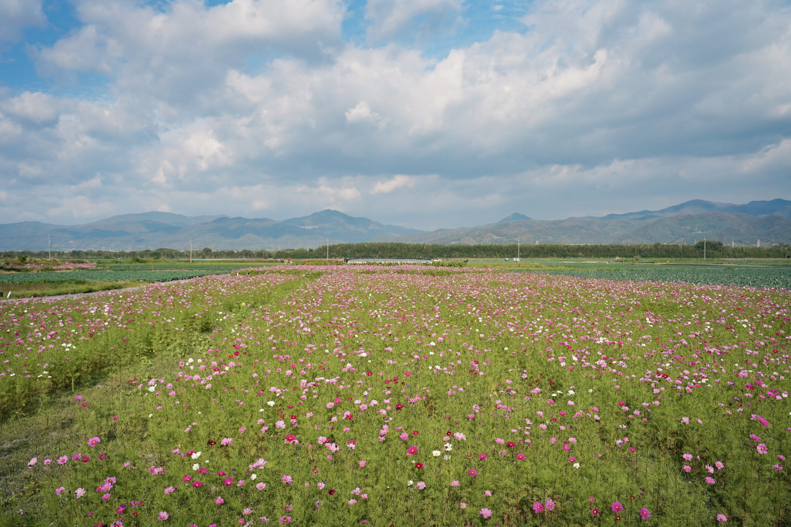 zennyujito_no_cosmos_2025
善入寺島のコスモス2025