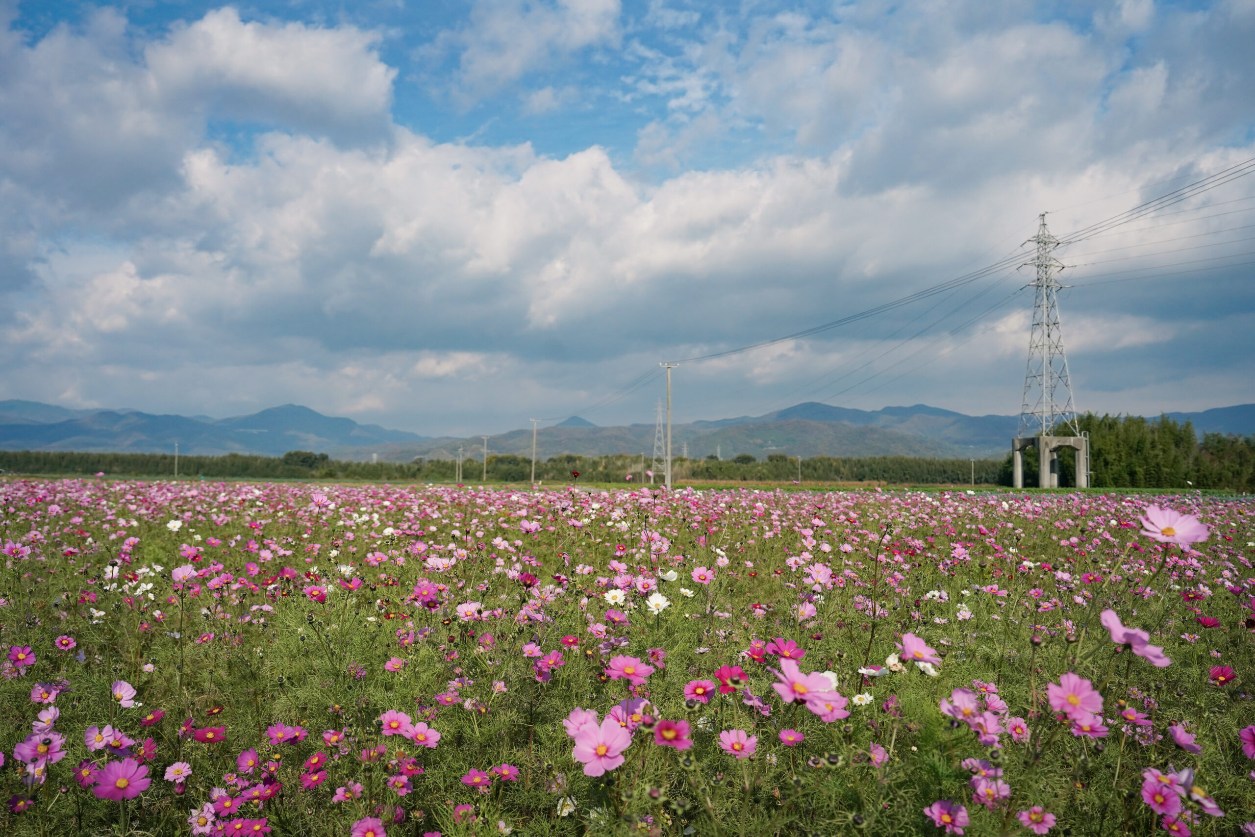 zennyujito_no_cosmos_2025
善入寺島のコスモス2025