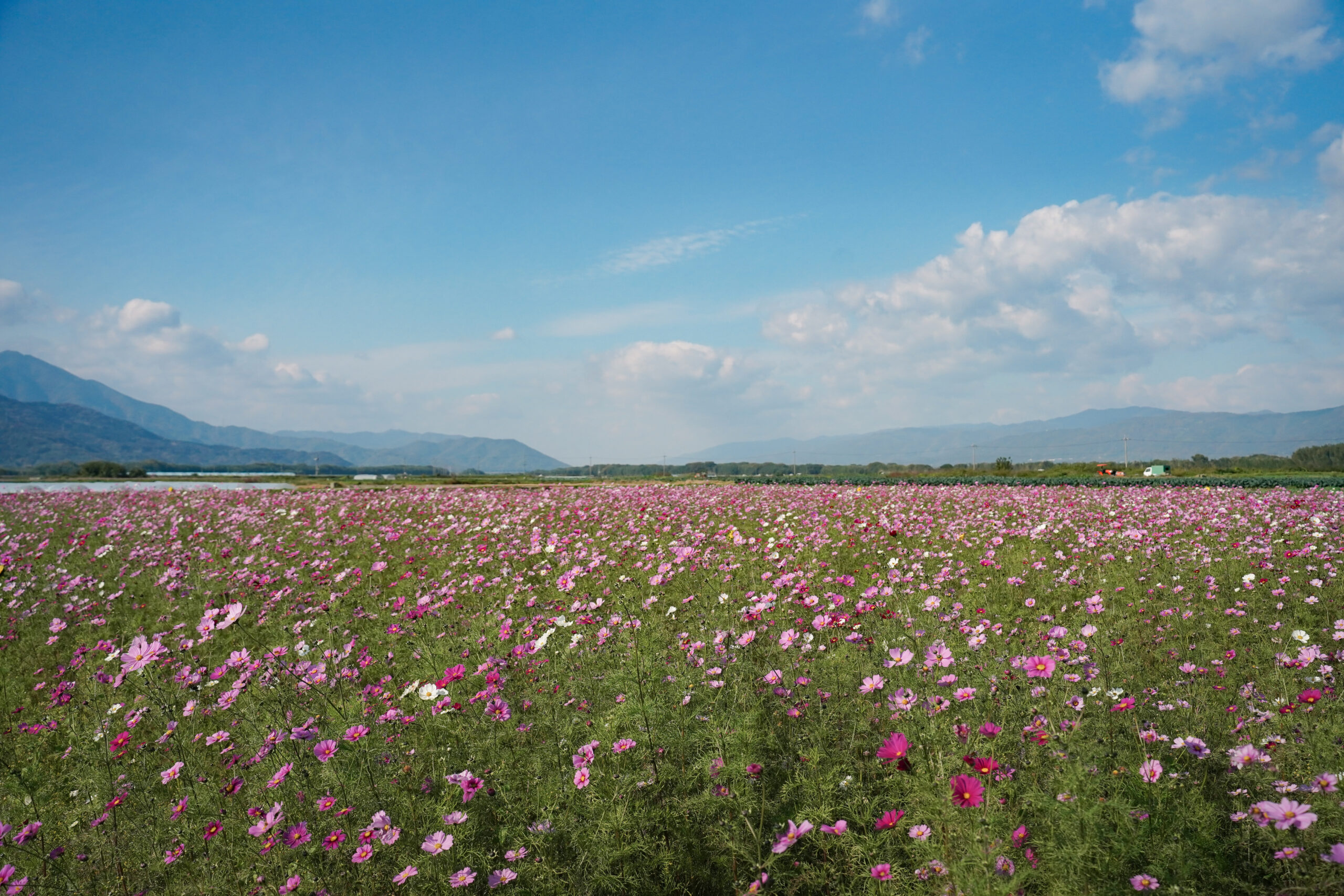 zennyujito_no_cosmos_2025
善入寺島のコスモス2025