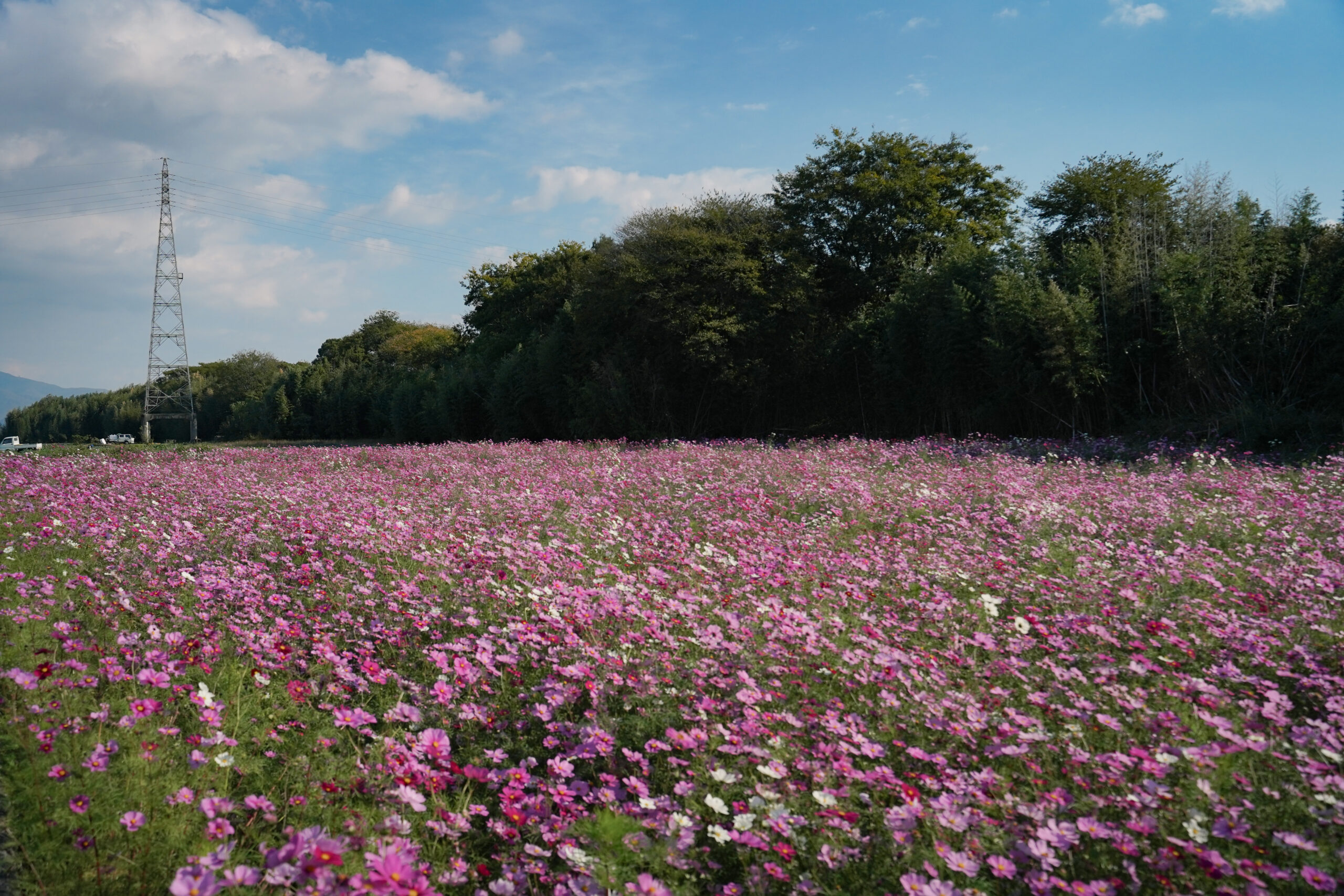 zennyujito_no_cosmos_2025
善入寺島のコスモス2025