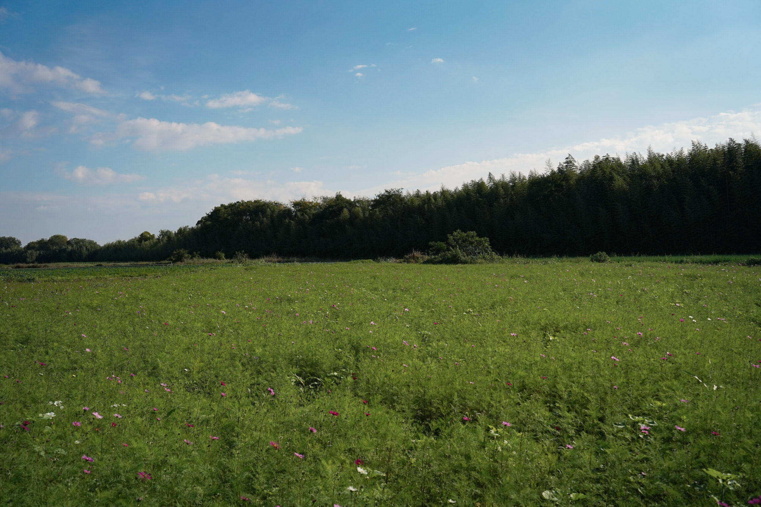 zennyujito_no_cosmos_2025
善入寺島のコスモス2025