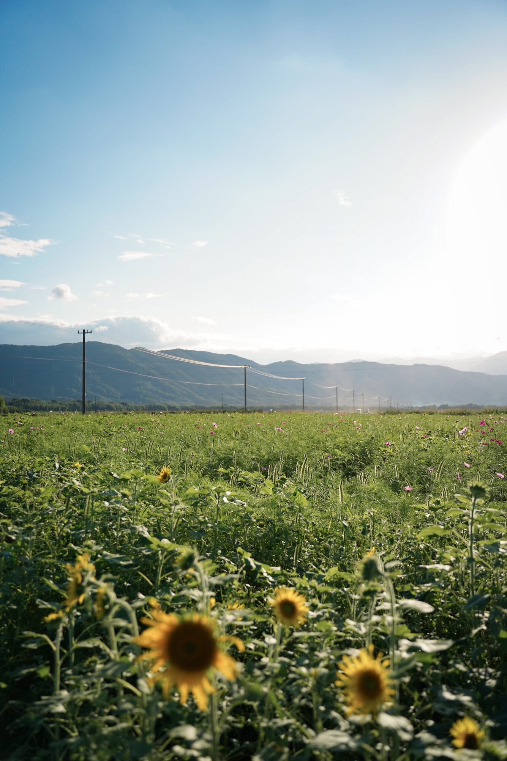 zennyujito_no_cosmos_2025
善入寺島のコスモス2025