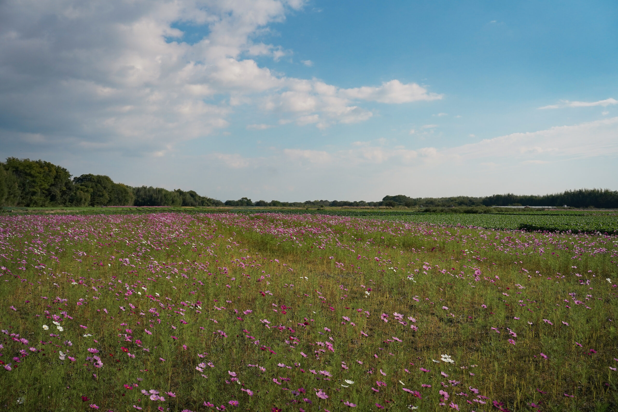zennyujito_no_cosmos_2025
善入寺島のコスモス2025